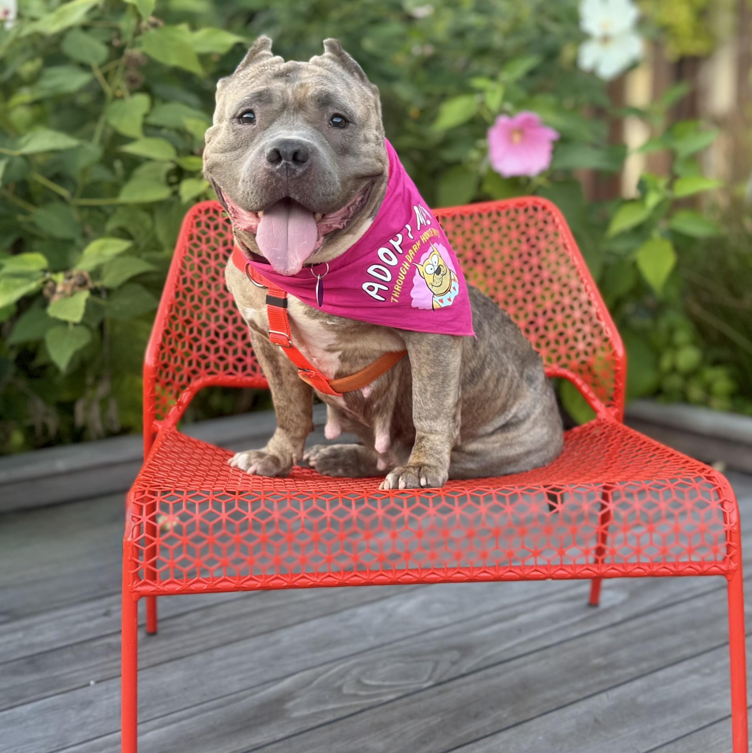 Meredith, a Adoptable Pit Bull Terrier in Chicago, IL image 2/6