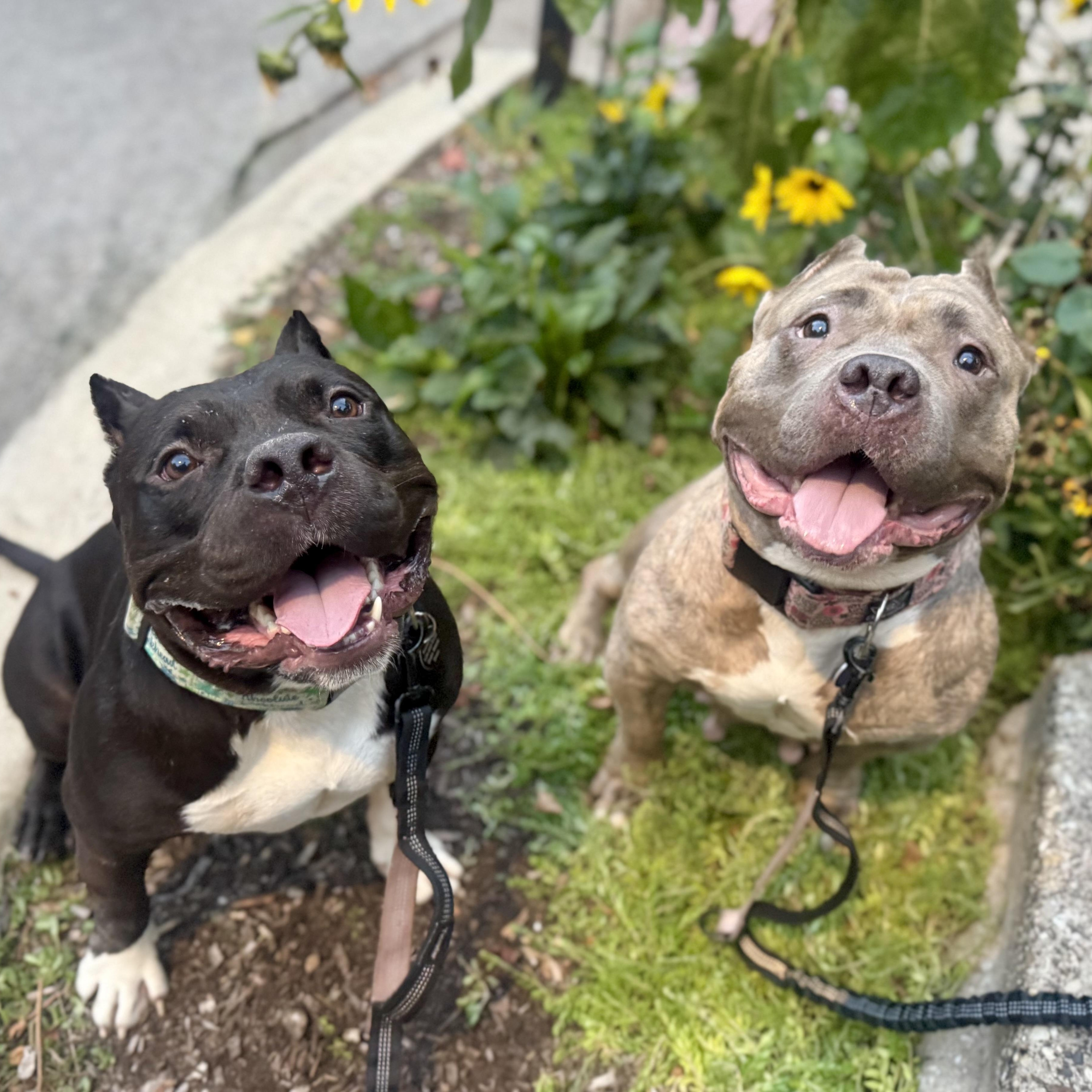 Meredith, a Adoptable Pit Bull Terrier in Chicago, IL image 5/6