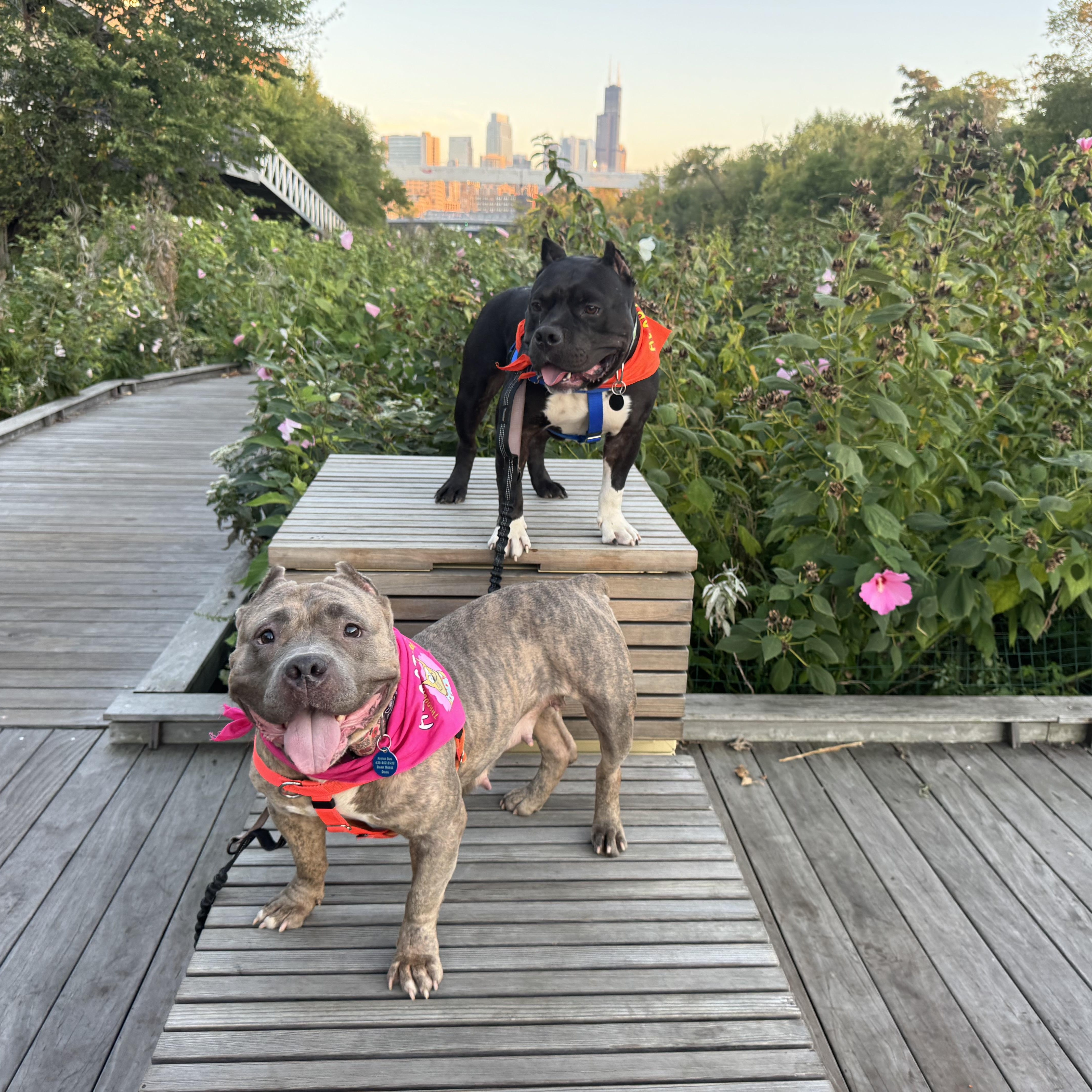 Meredith, a Adoptable Pit Bull Terrier in Chicago, IL image 6/6