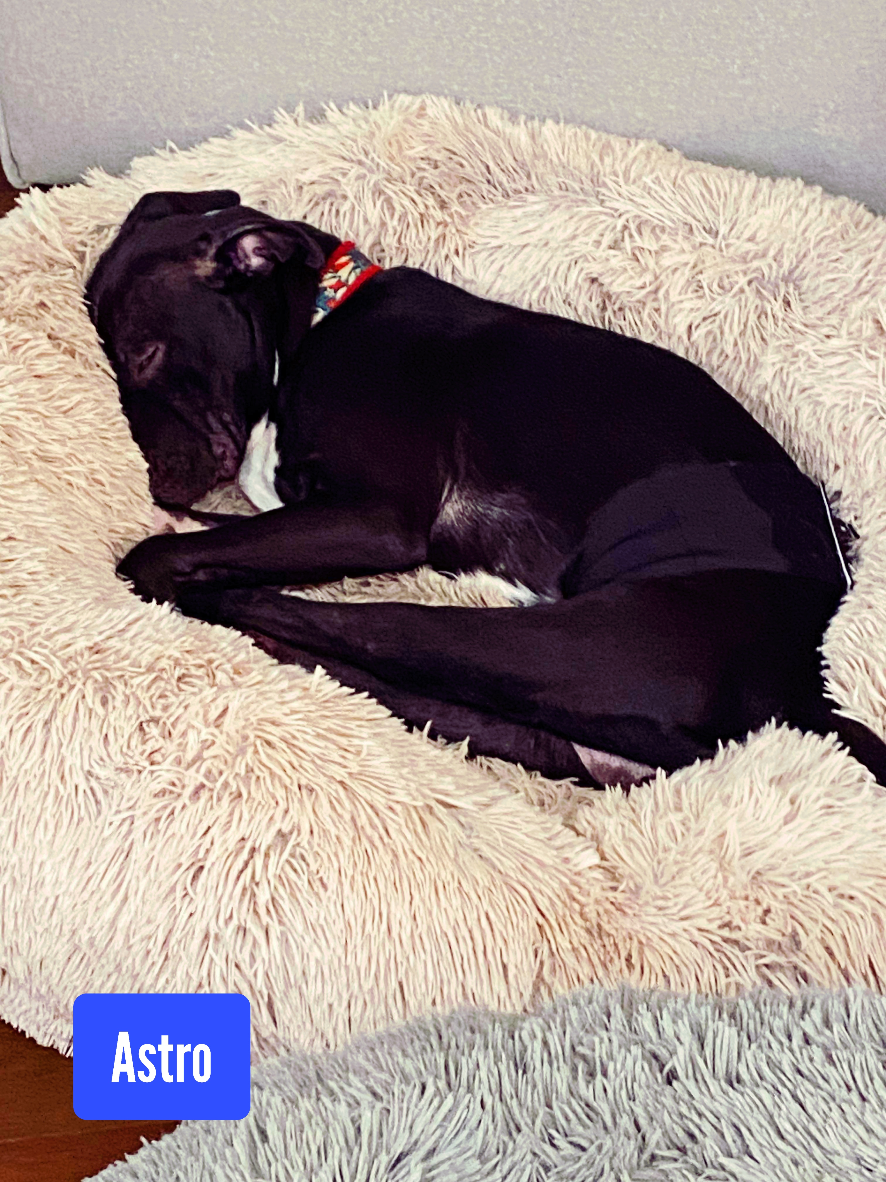 Astro, a Adoptable American Staffordshire Terrier in Stockbridge, GA image 2/5