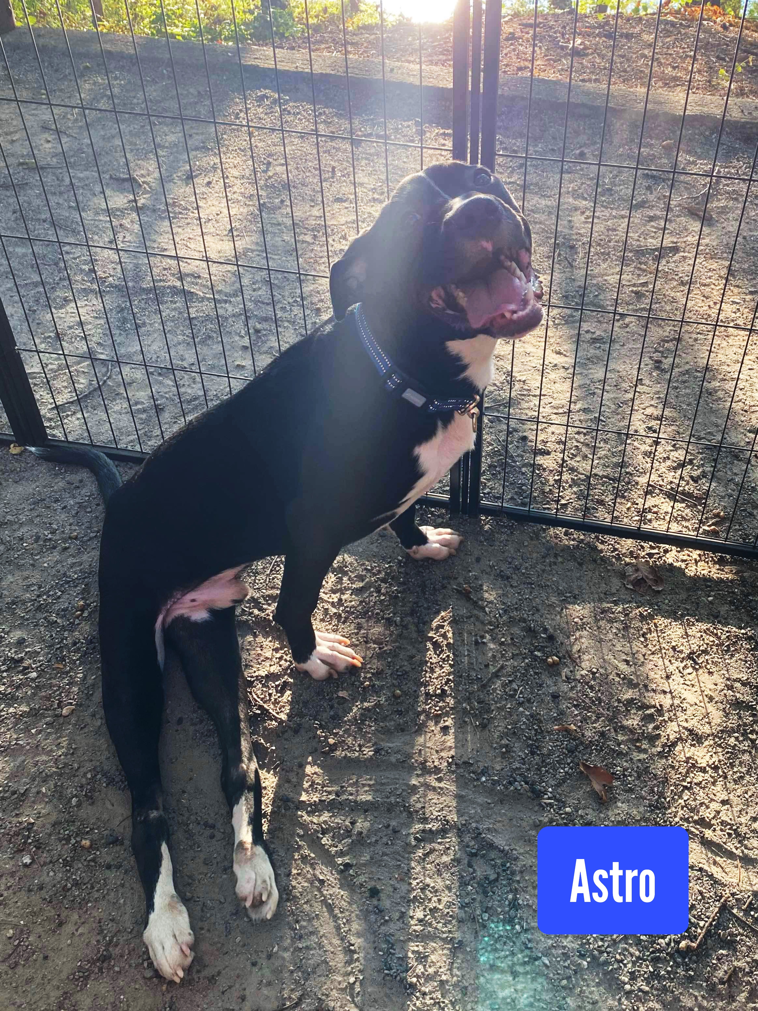 Astro, a Adoptable American Staffordshire Terrier in Stockbridge, GA image 3/5