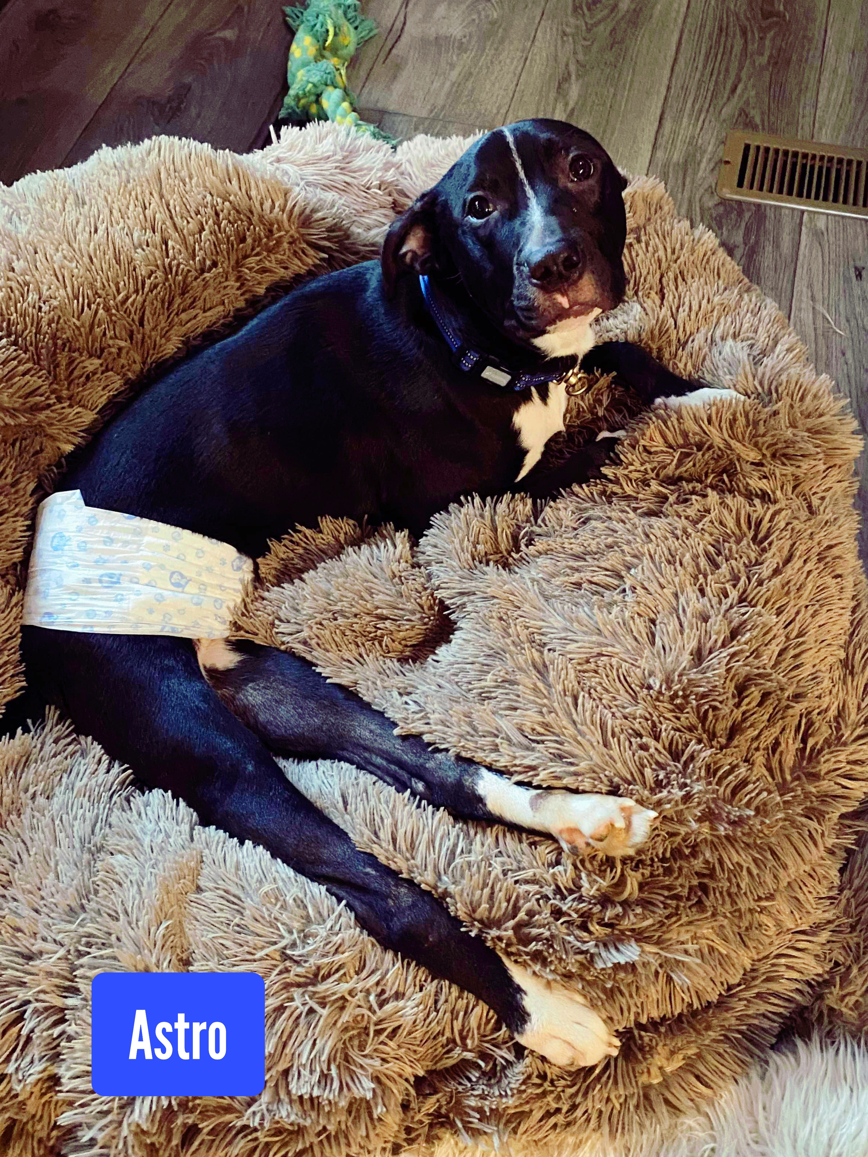 Astro, a Adoptable American Staffordshire Terrier in Stockbridge, GA image 1/5