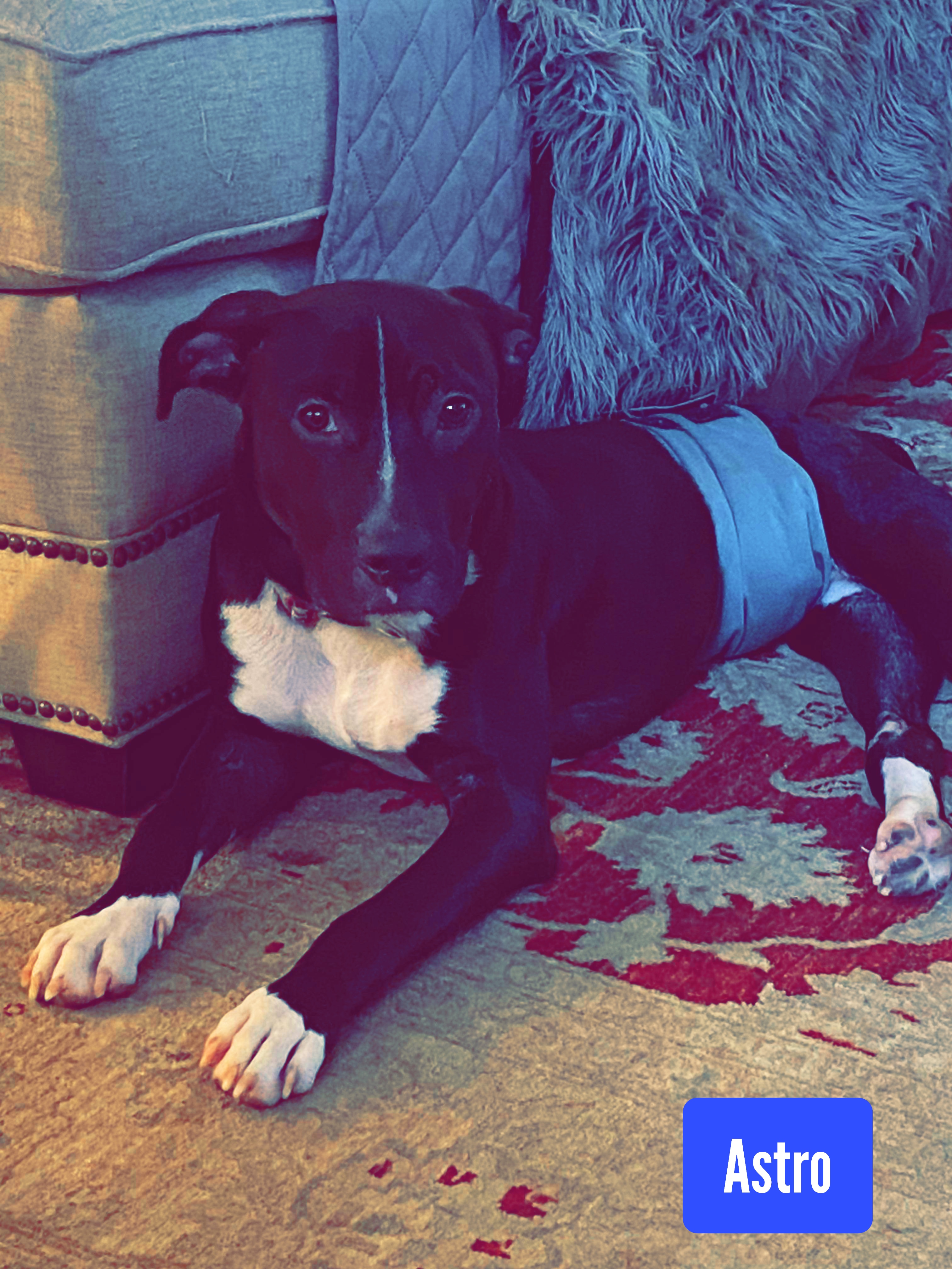 Astro, a Adoptable American Staffordshire Terrier in Stockbridge, GA image 4/5