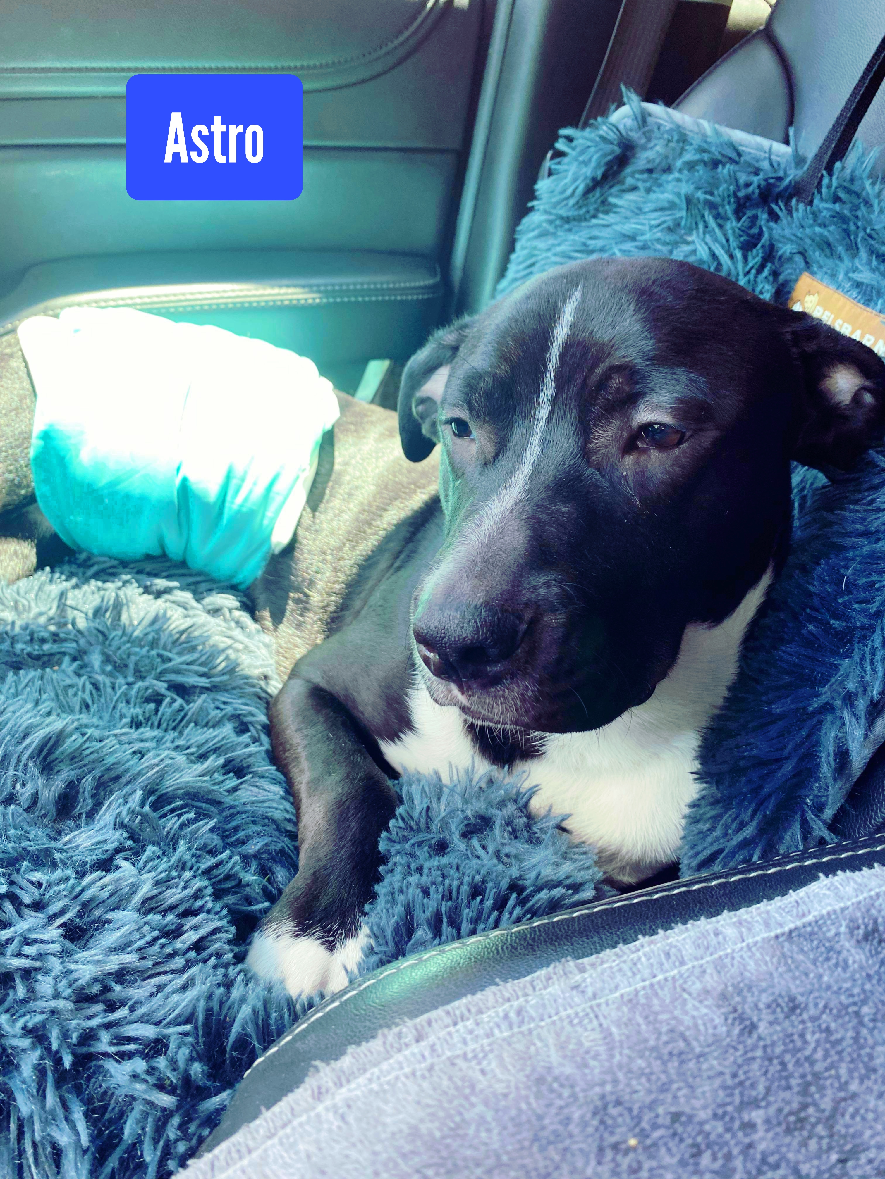 Astro, a Adoptable American Staffordshire Terrier in Stockbridge, GA image 5/5