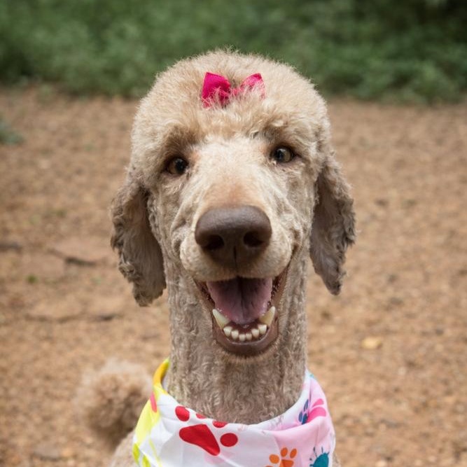 Jean Nate, a Adoptable Poodle in Wayne, NJ image 1/2