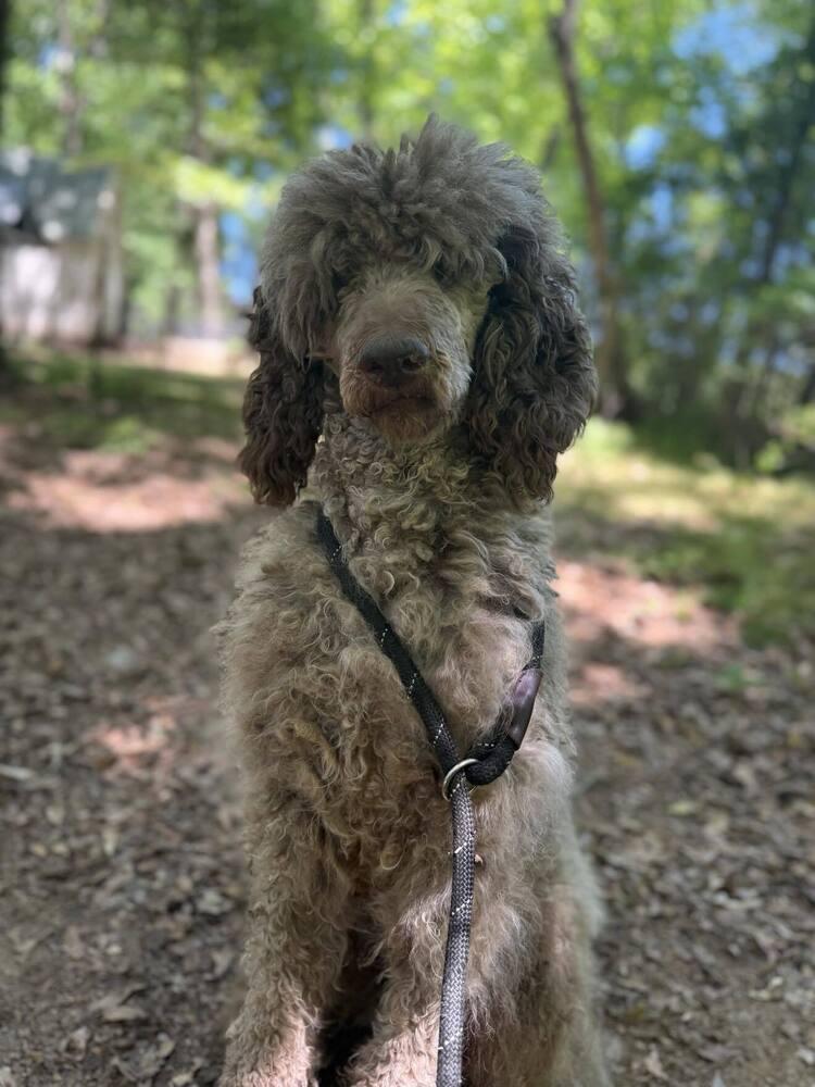 Jean Nate, a Adoptable Poodle in Wayne, NJ image 2/2