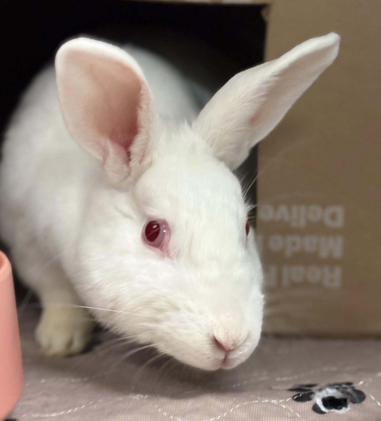 Tasha, Adoptable, Young Female American.