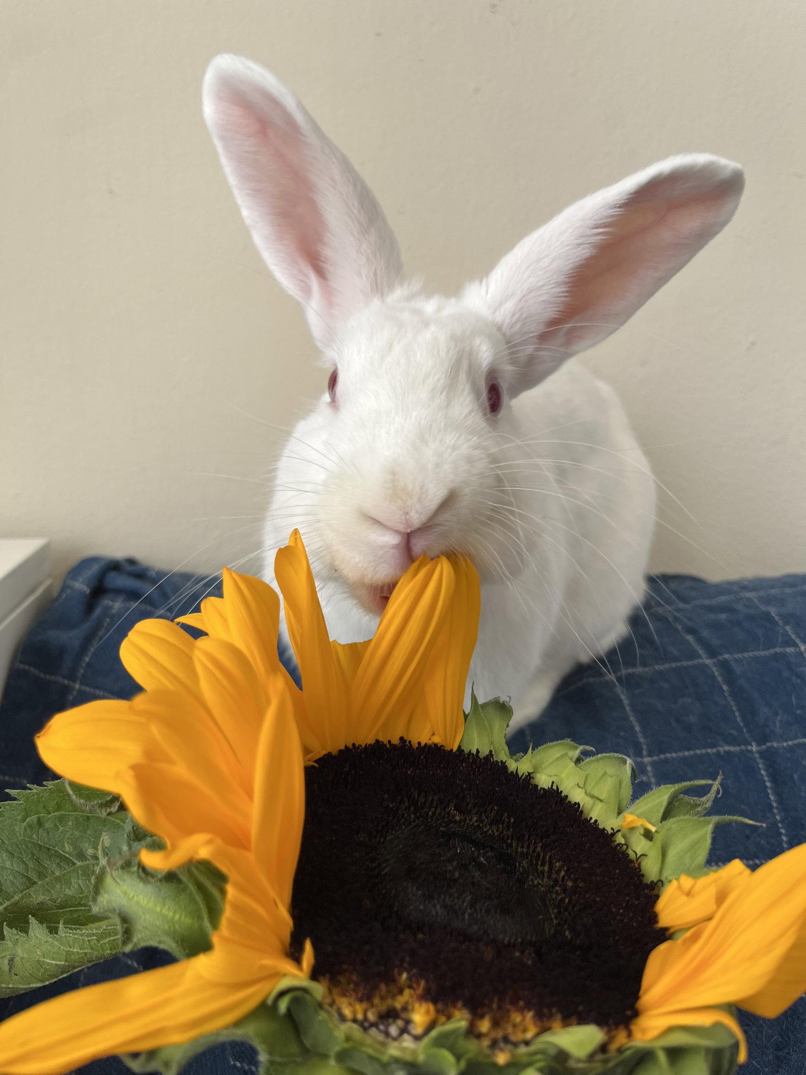 Enlarge Tasha, a Adoptable American in Oakland, CA image 3/3