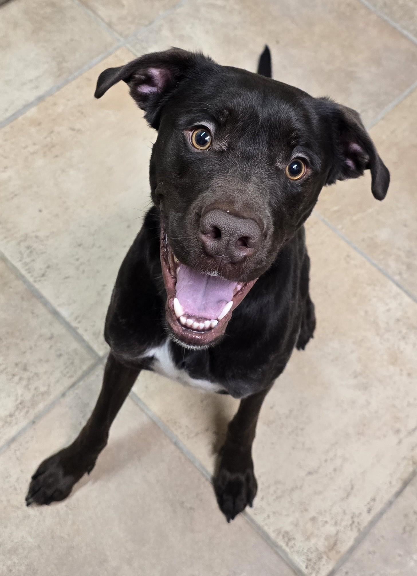 Enlarge Charlie, a ADOPTABLE mixed breed in Brainerd, MN image 1/1