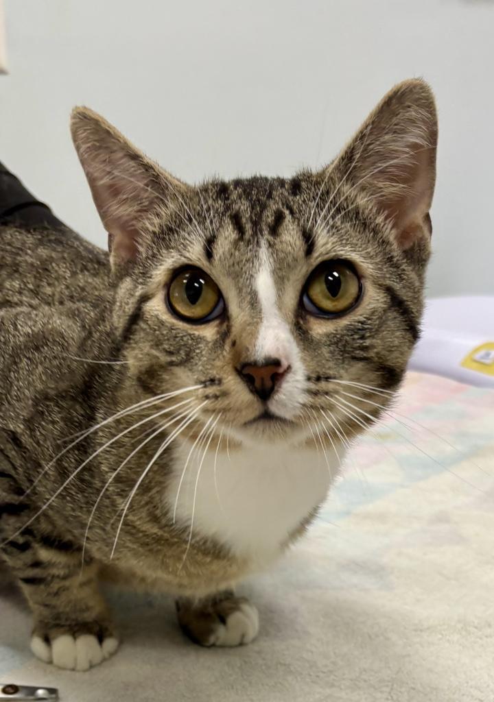 Tiago, Adoptable, Young Male Domestic Short Hair.