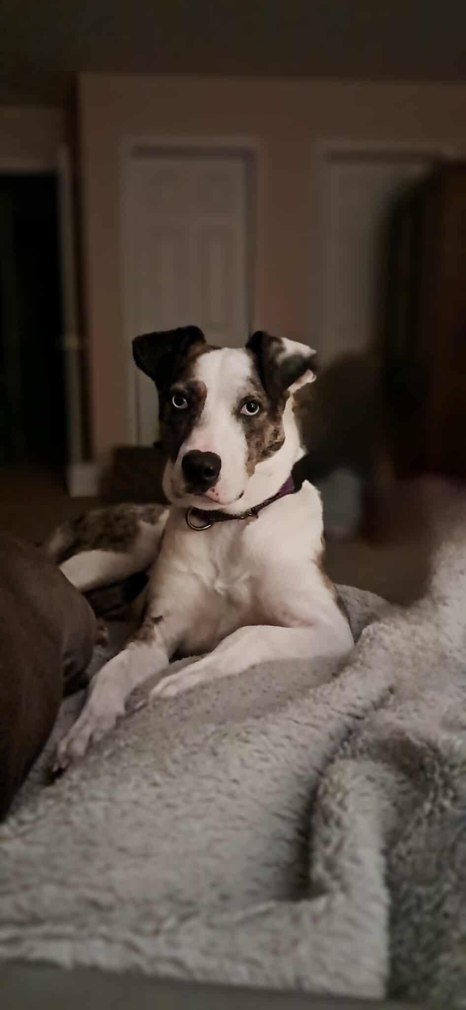 Enlarge Vibe, a Adoptable Catahoula Leopard Dog in Pomfret Center, CT image 1/3