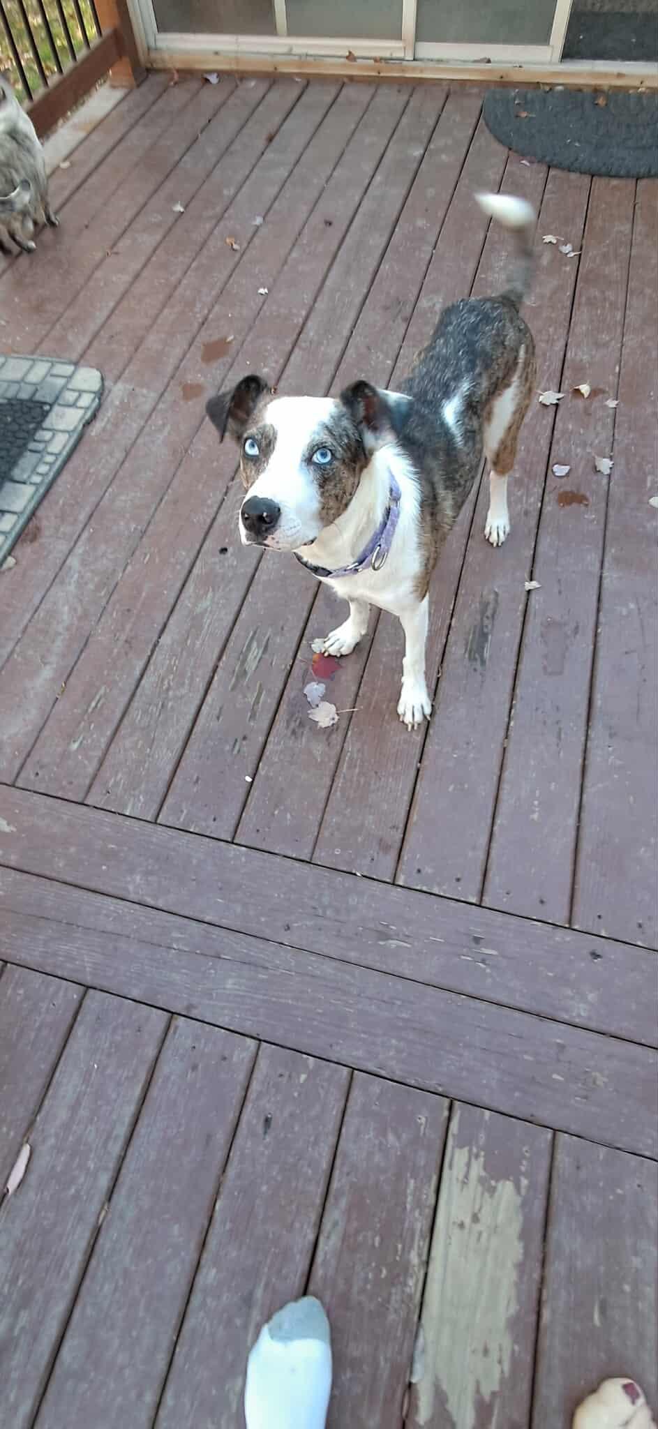 Enlarge Vibe, a Adoptable Catahoula Leopard Dog in Pomfret Center, CT image 2/3