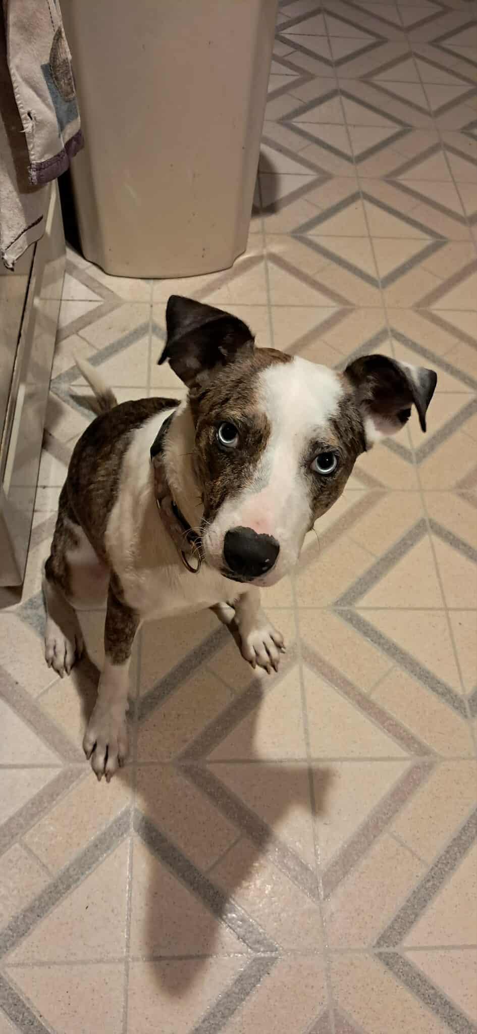 Enlarge Vibe, a Adoptable Catahoula Leopard Dog in Pomfret Center, CT image 3/3