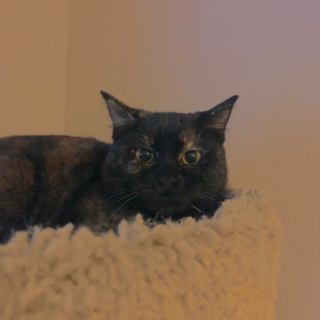 Cindy, a Adoptable Domestic Short Hair in Puyallup, WA image 4/6