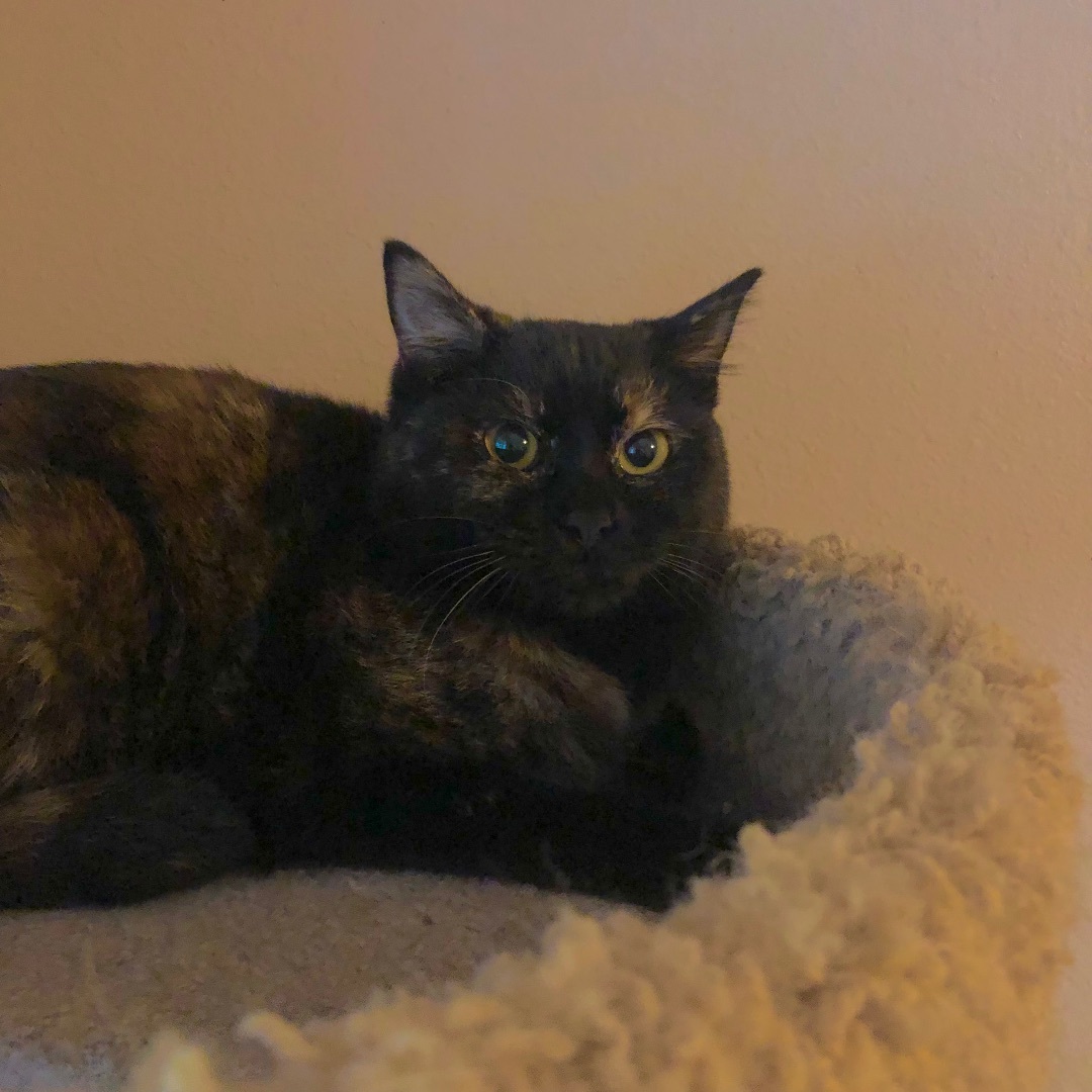 Cindy, a Adoptable Domestic Short Hair in Puyallup, WA image 5/6