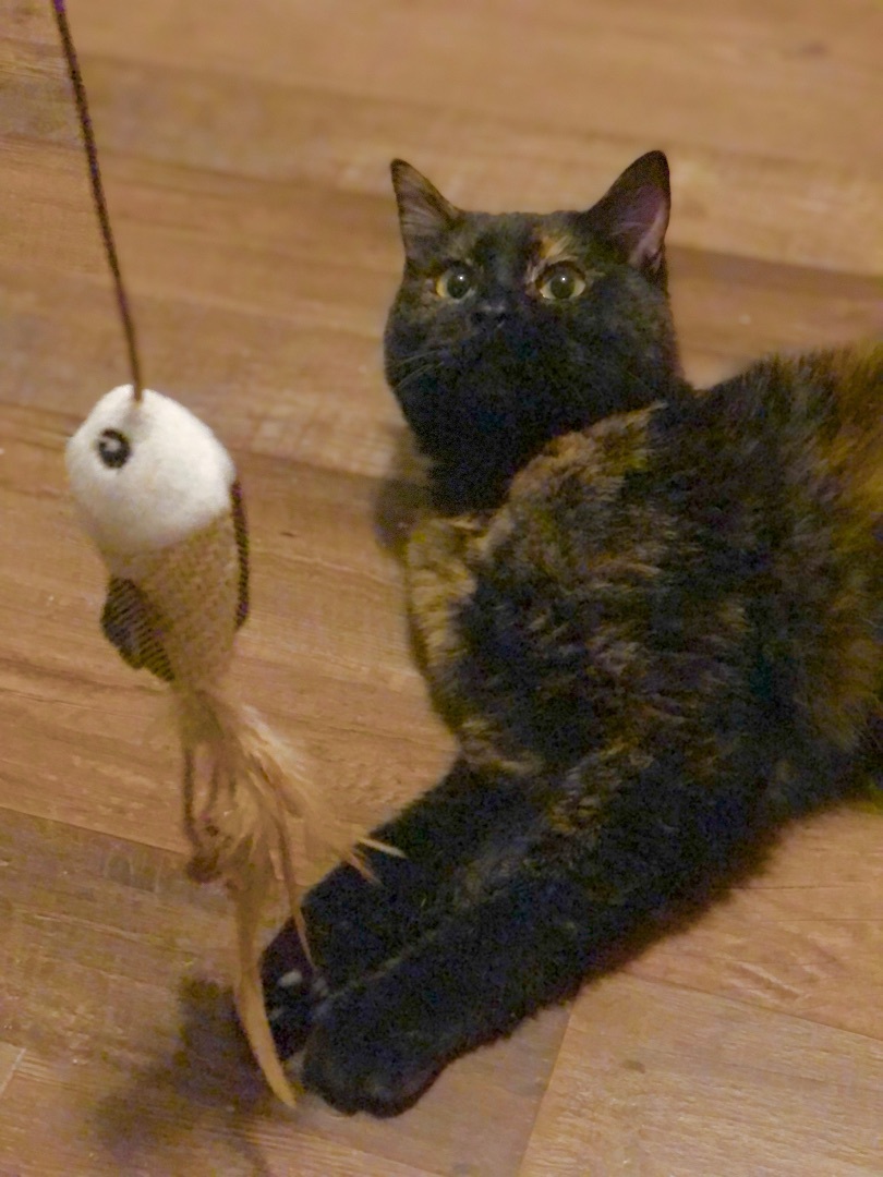 Cindy, a Adoptable Domestic Short Hair in Puyallup, WA image 1/6