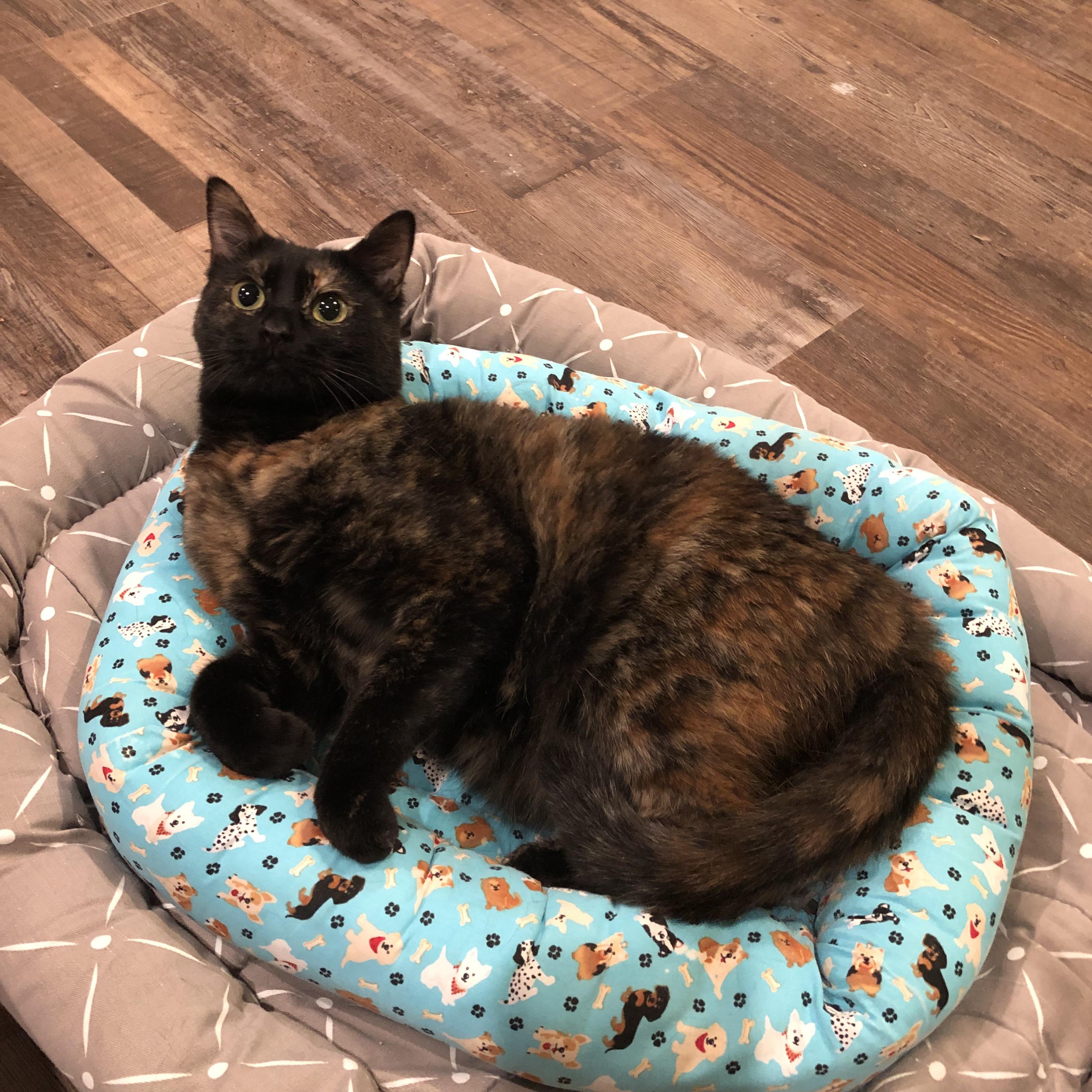 Enlarge Cindy, a Adoptable Domestic Short Hair in Puyallup, WA image 2/5