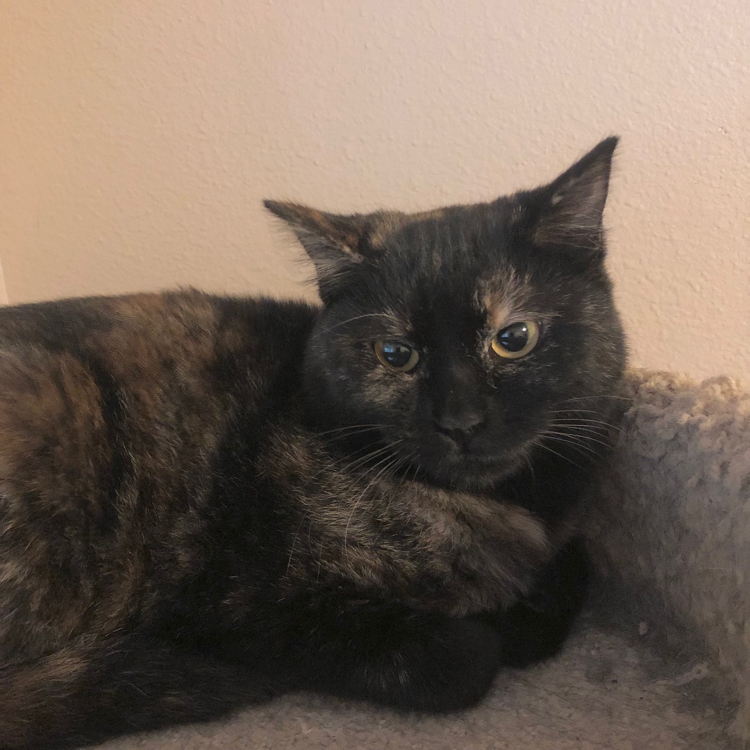 Cindy, a Adoptable Domestic Short Hair in Puyallup, WA image 6/6