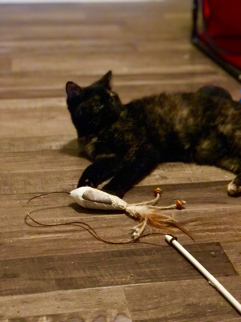 Cindy, a Adoptable Domestic Short Hair in Puyallup, WA image 3/6