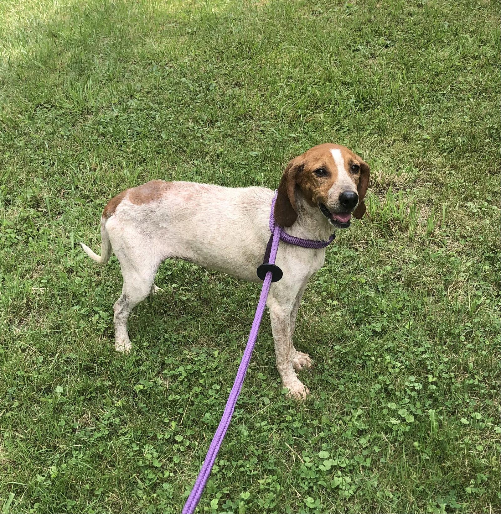 Sadie, Adoptable, Adult Female Hound.