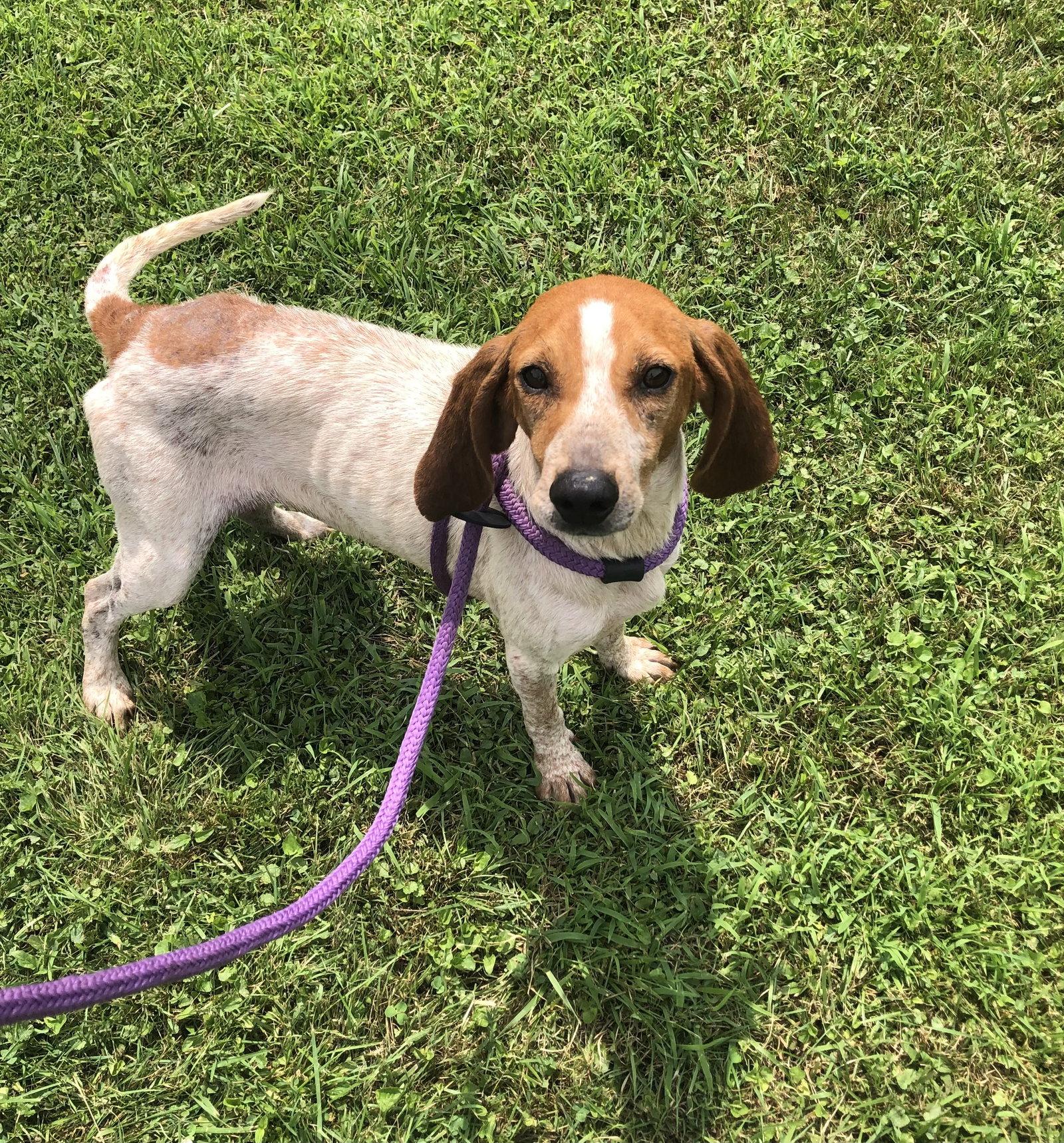 Enlarge Sadie, a Adoptable Hound in Elkins, WV image 2/3