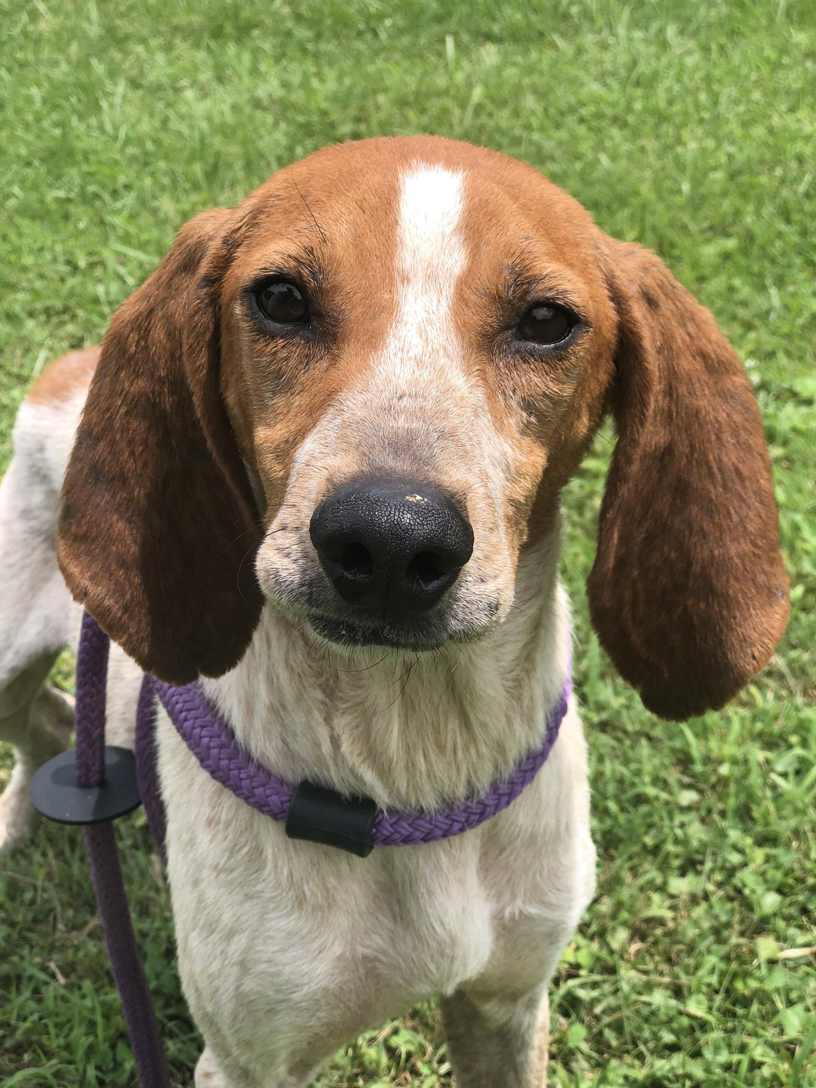 Enlarge Sadie, a Adoptable Hound in Elkins, WV image 3/3