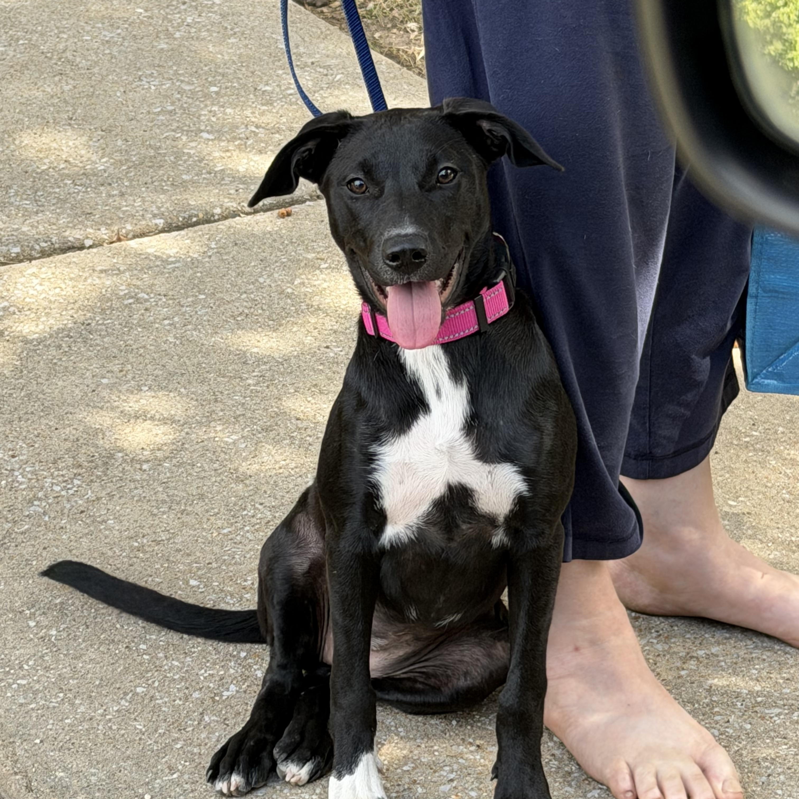 Bailey LOW Fee, Adoptable, Puppy Female Retriever.