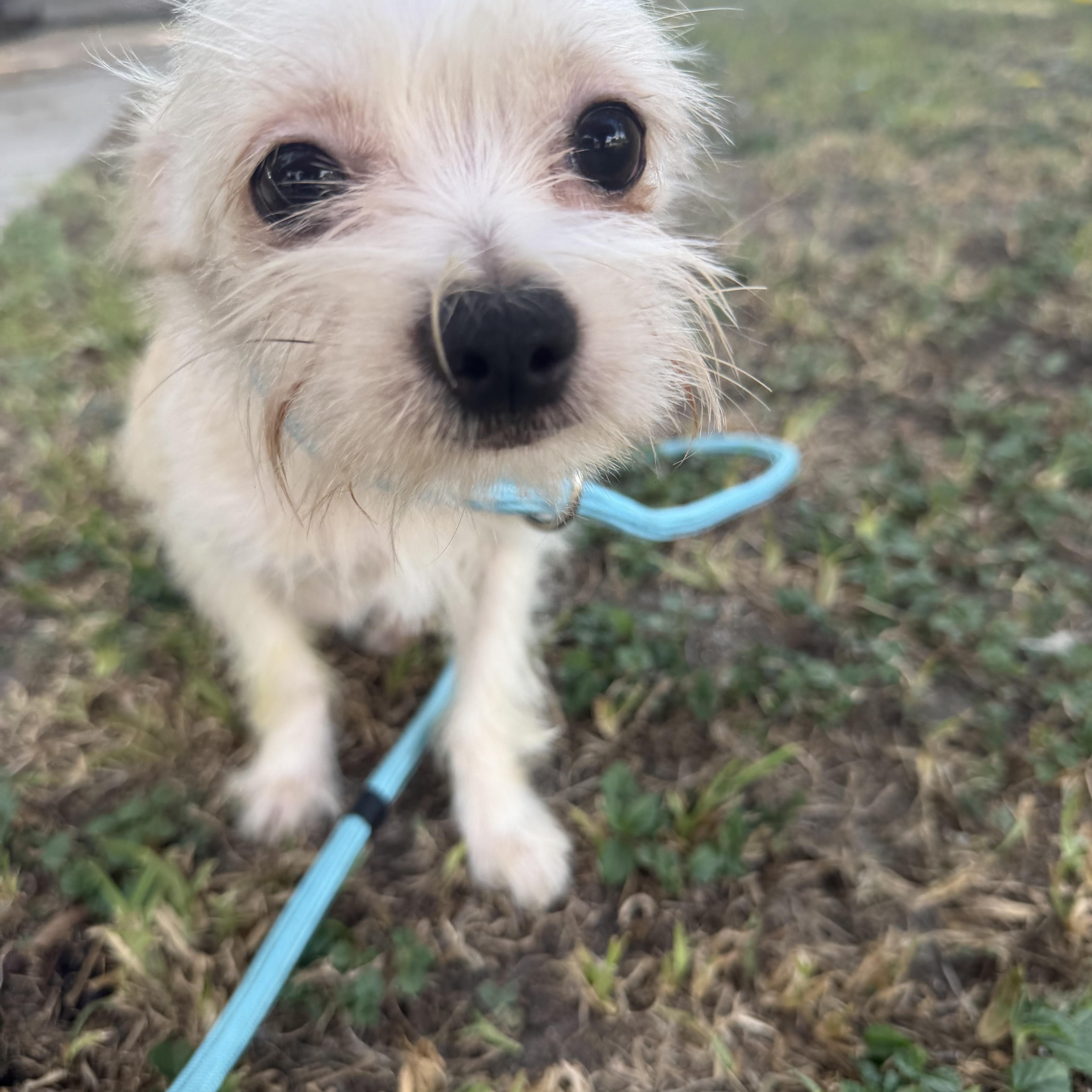 Enlarge Shorty, a ADOPTABLE mixed breed in Warwick, RI image 1/2