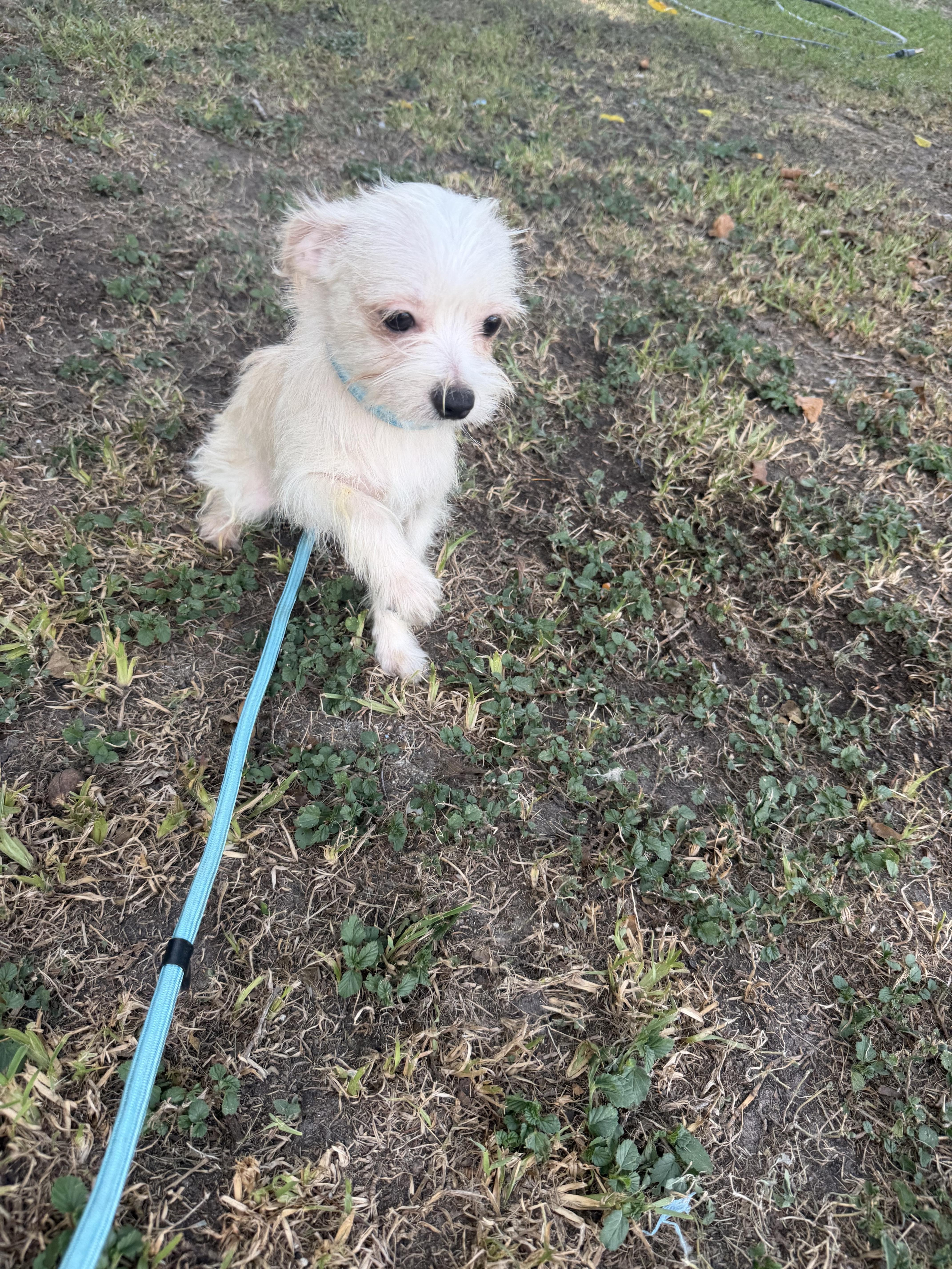 Enlarge Shorty, a ADOPTABLE mixed breed in Warwick, RI image 2/2