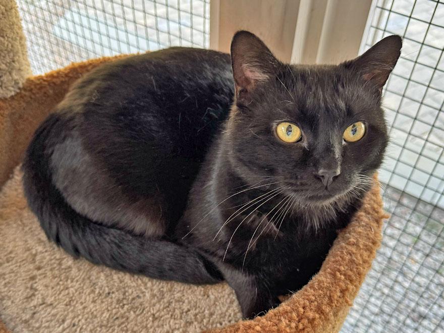Enlarge Nino, an adopted Domestic Short Hair in E Falmouth, MA image 4/4