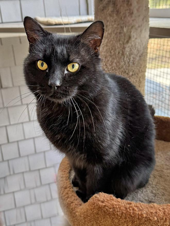 Enlarge Nino, a ADOPTABLE Domestic Short Hair in E Falmouth, MA image 3/3