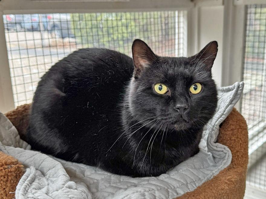 Enlarge Nino, a ADOPTABLE Domestic Short Hair in E Falmouth, MA image 2/3