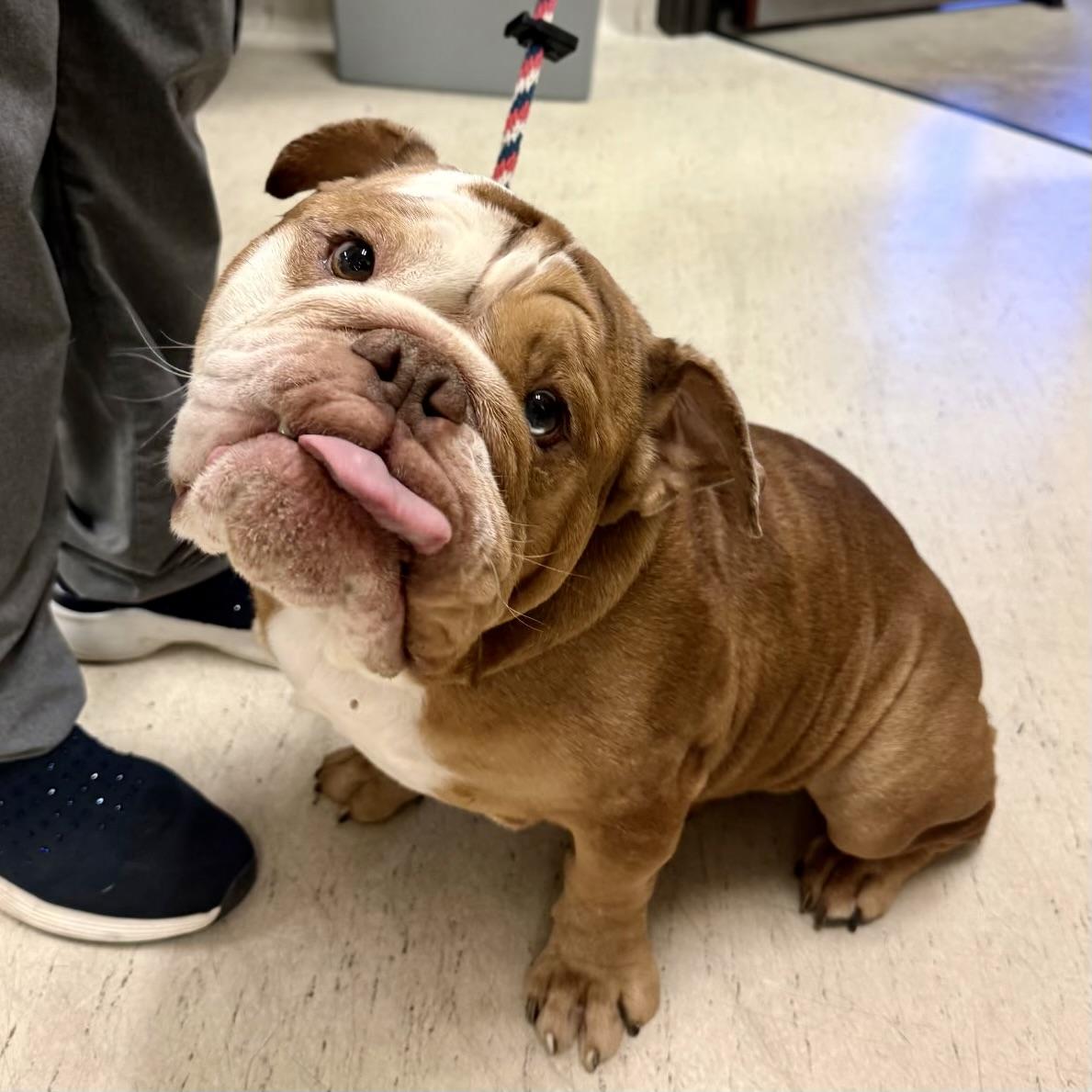 Blu, adopted, Adult Male English Bulldog.