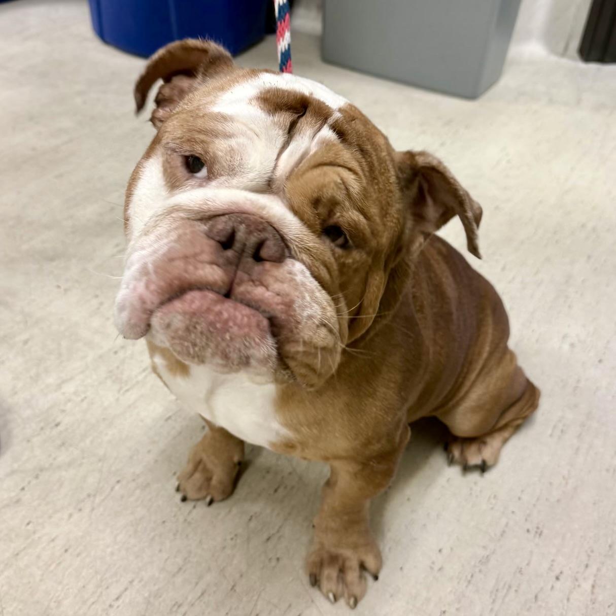 Enlarge Blu, an adopted English Bulldog in Folsom, CA image 2/2