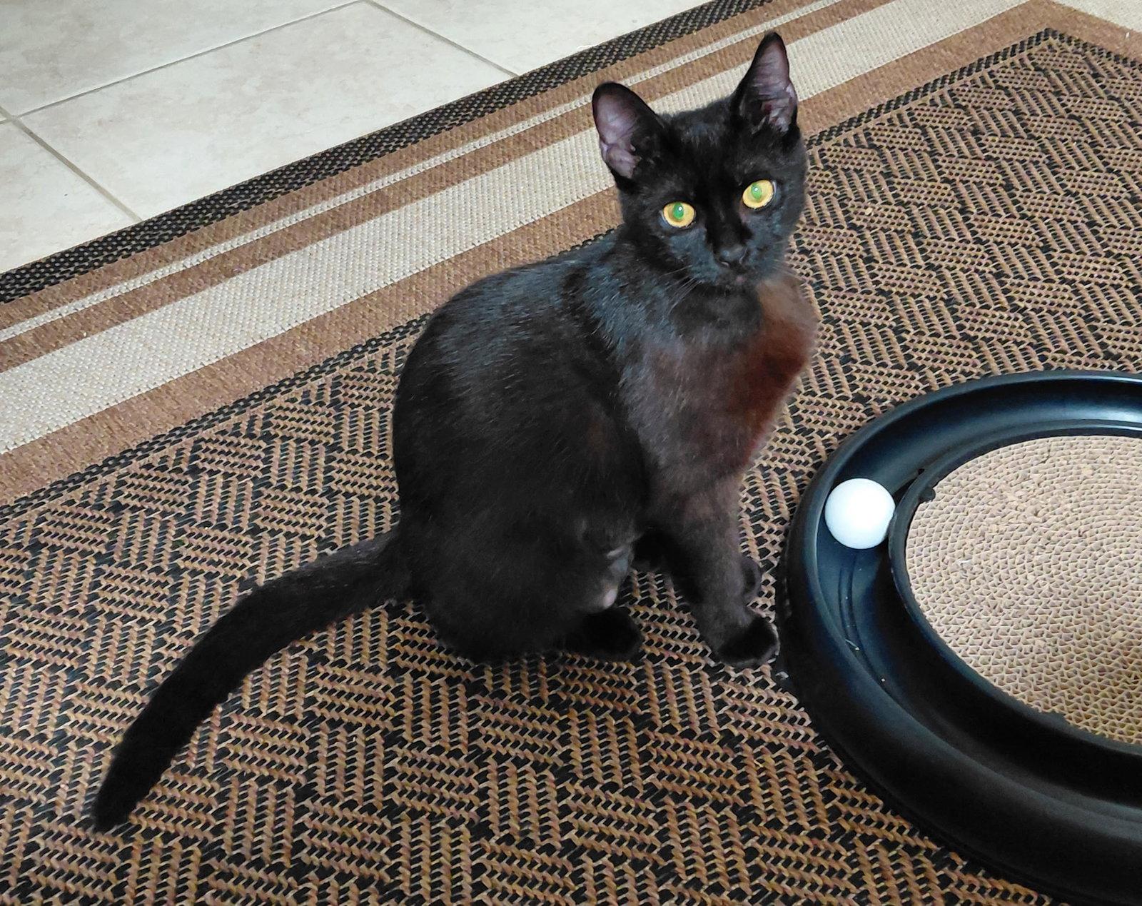 Alice, Adopted, Adult Female Domestic Short Hair.