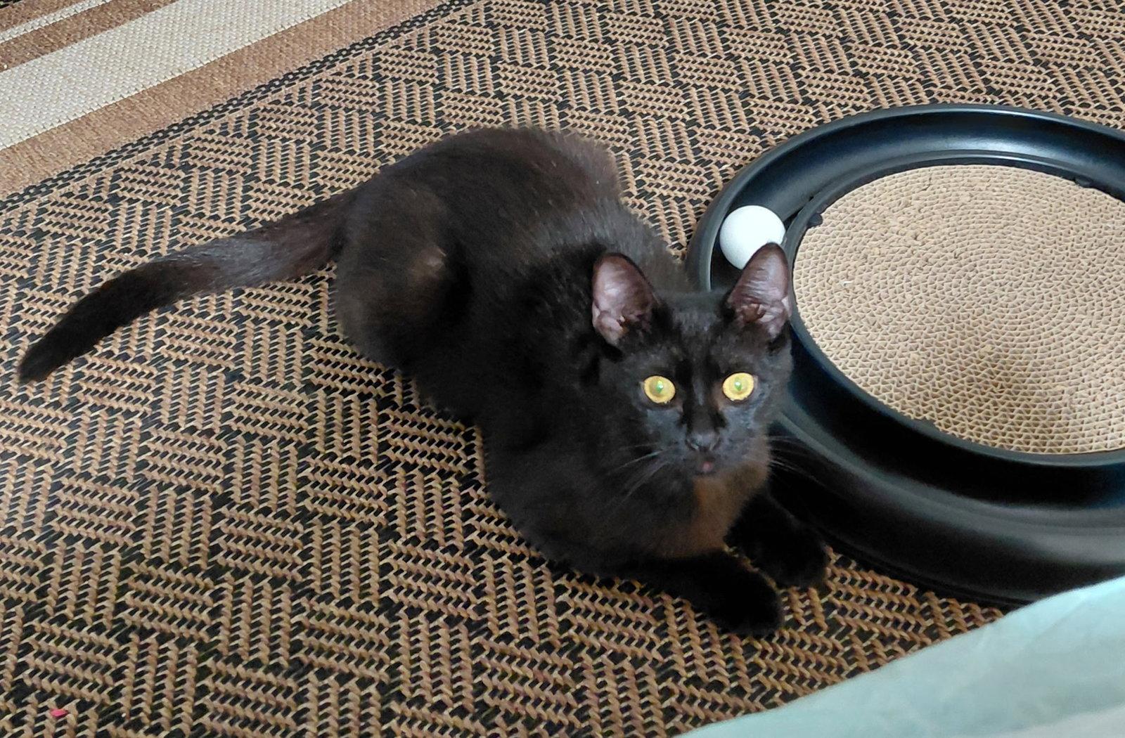 Alice, a Adopted Domestic Short Hair in West Palm Beach, FL image 2/2