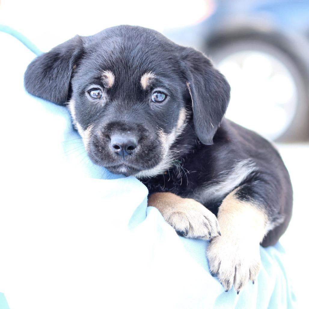 CT Nolan, Adoptable, Puppy Male Hound & German Shepherd Dog.