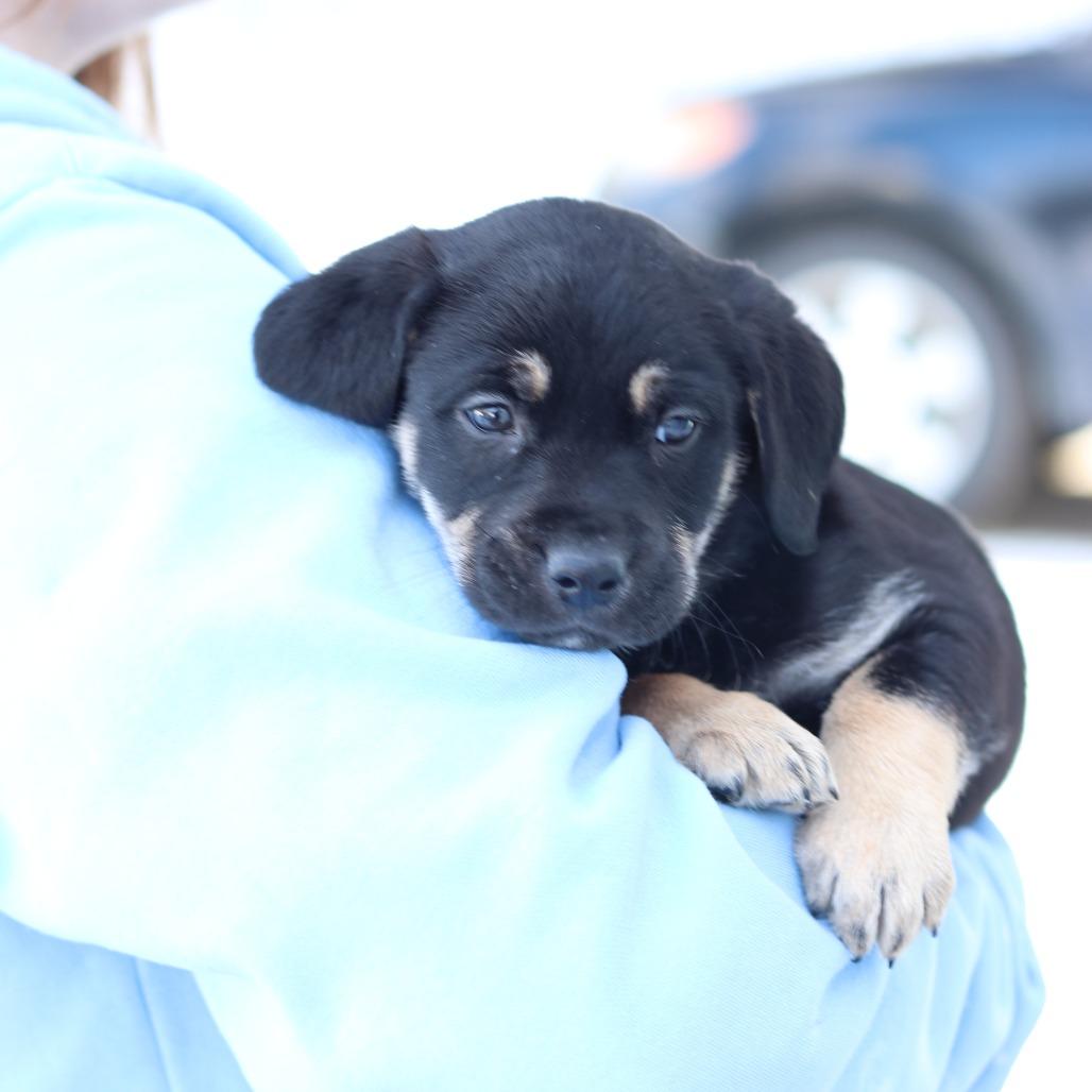 CT Nolan, a Adoptable mixed breed in Eastford, CT image 2/3