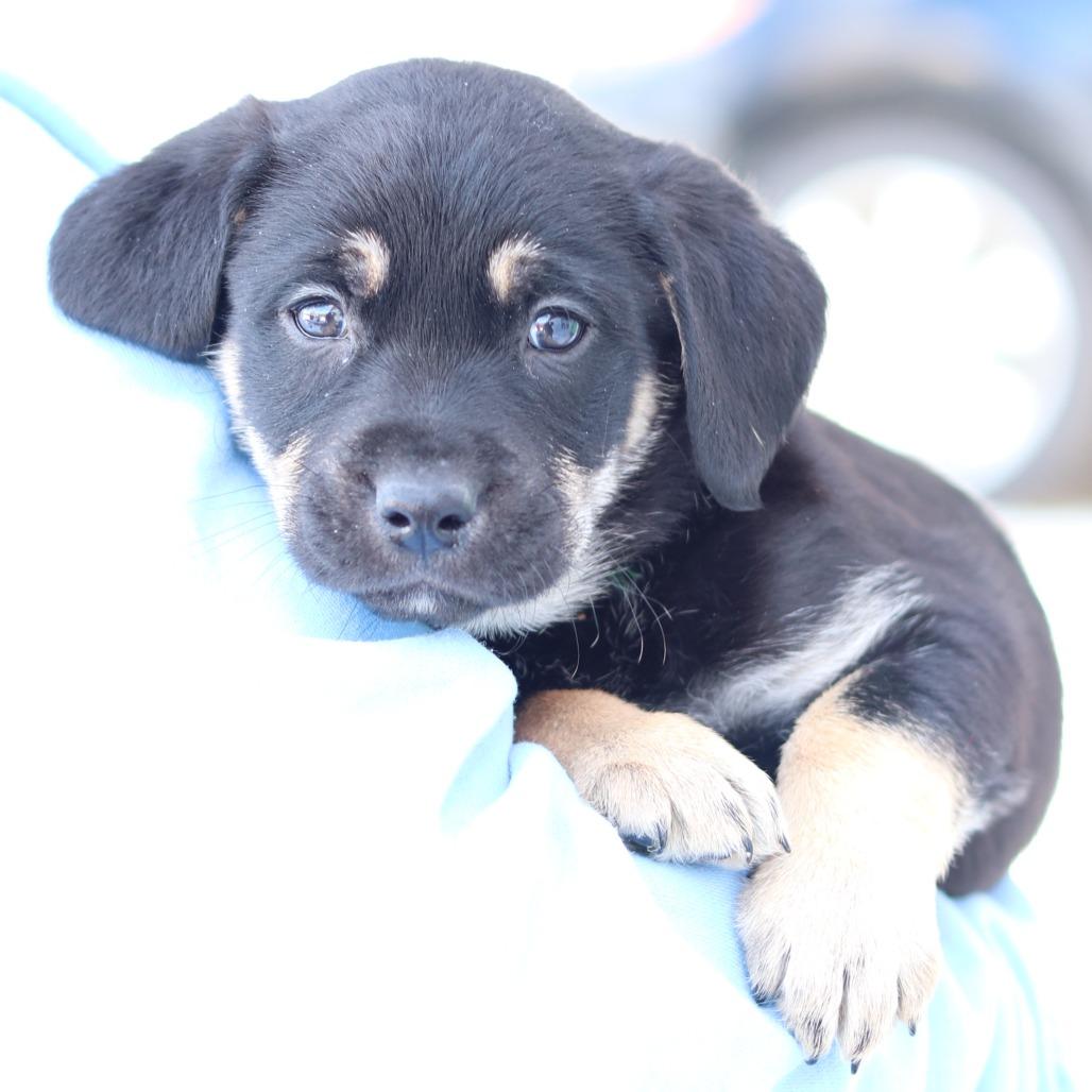 CT Nolan, a Adoptable mixed breed in Eastford, CT image 3/3