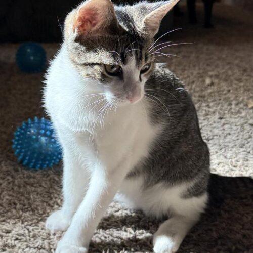 Enlarge Thorn, a Adoptable Domestic Short Hair in Tampa, FL image 1/1