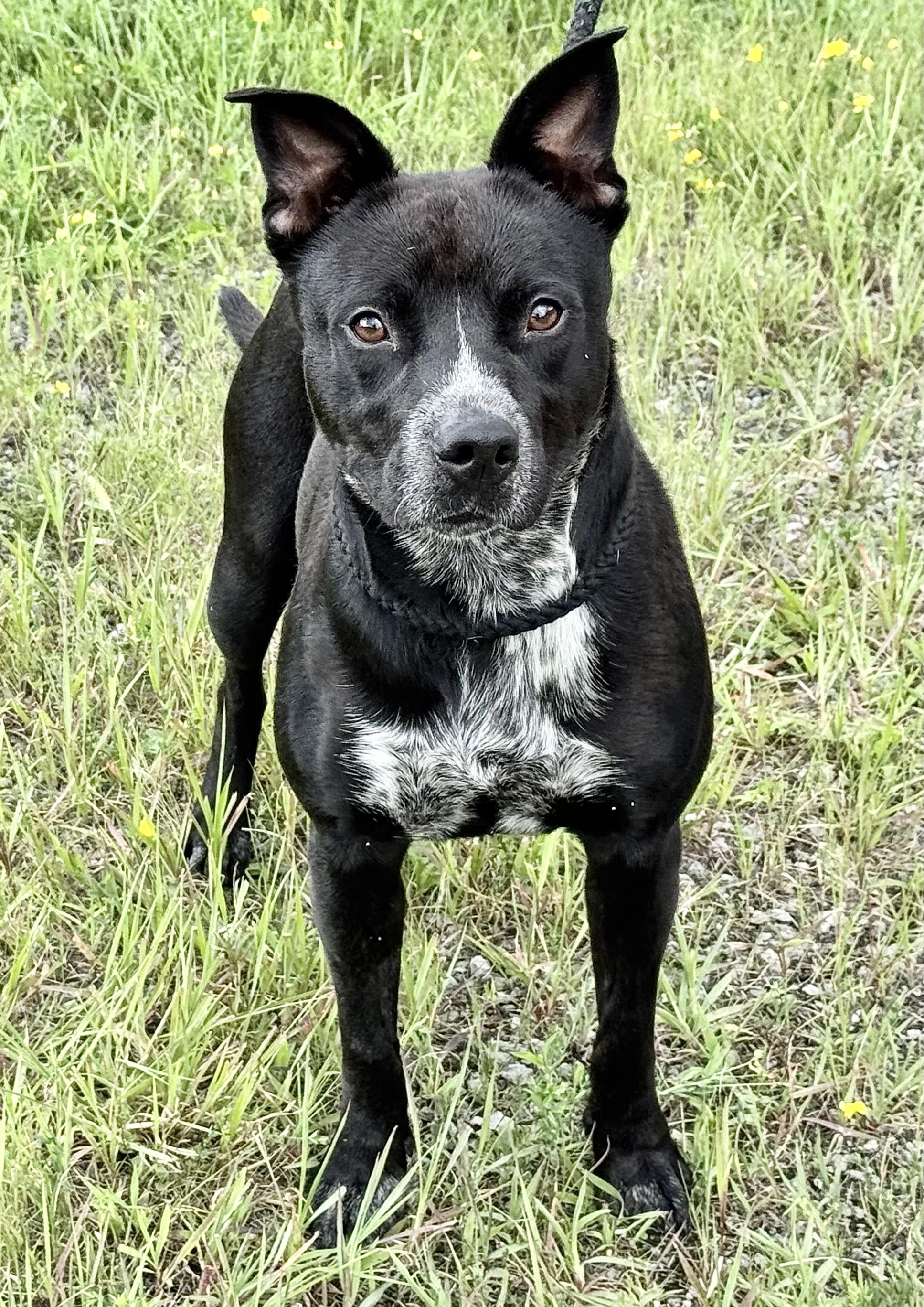 LOUIE, a Adoptable mixed breed in Beechbottom, WV image 1/6