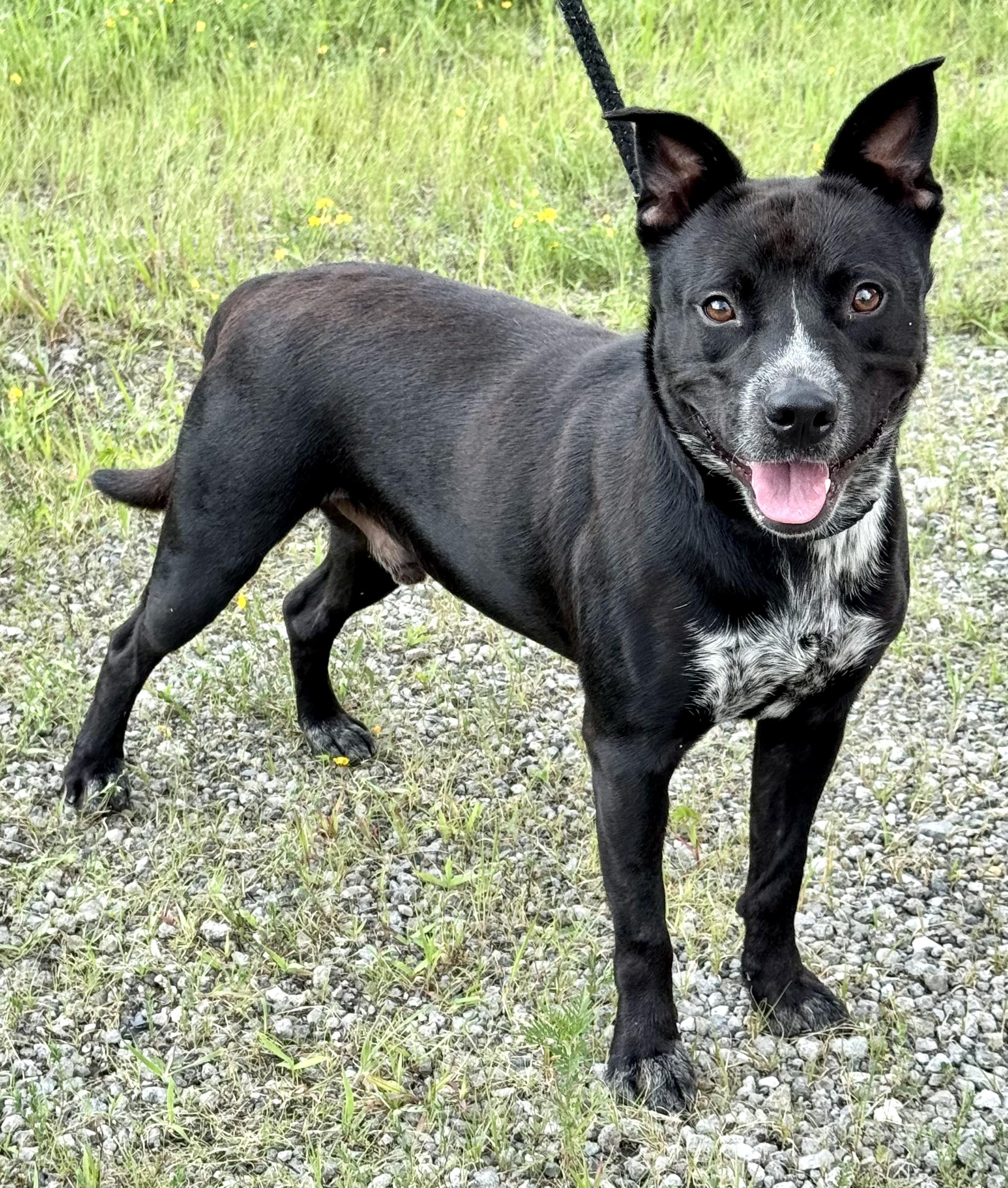 LOUIE, a Adoptable mixed breed in Beechbottom, WV image 5/6