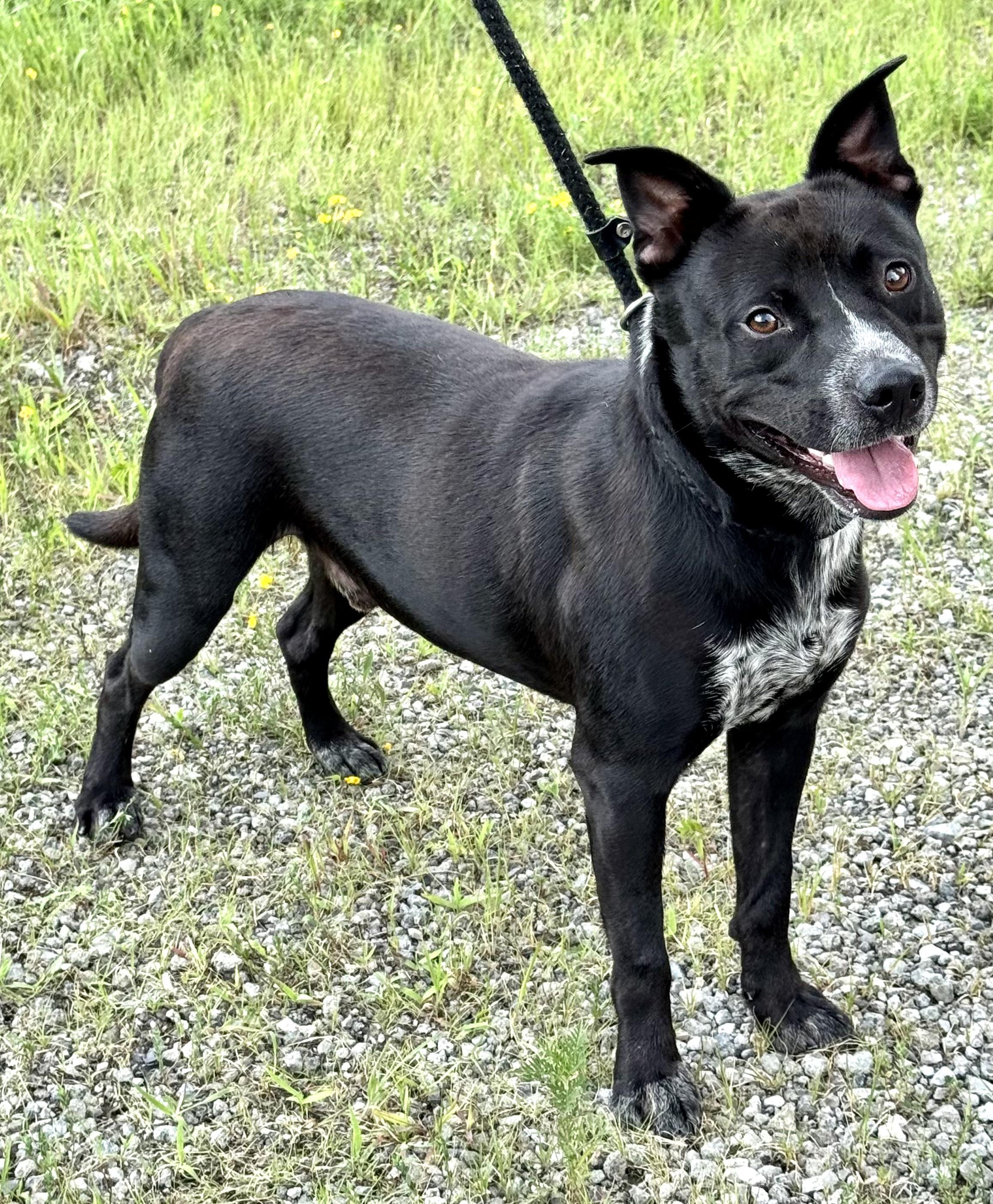 LOUIE, a Adoptable mixed breed in Beechbottom, WV image 6/6