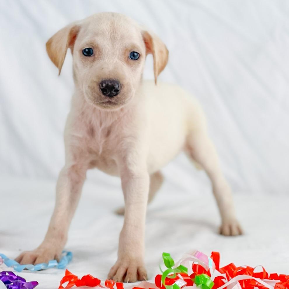 Wintermint the Lab Mix Puppy, an adopted mixed breed in Muskego, WI image 4/6