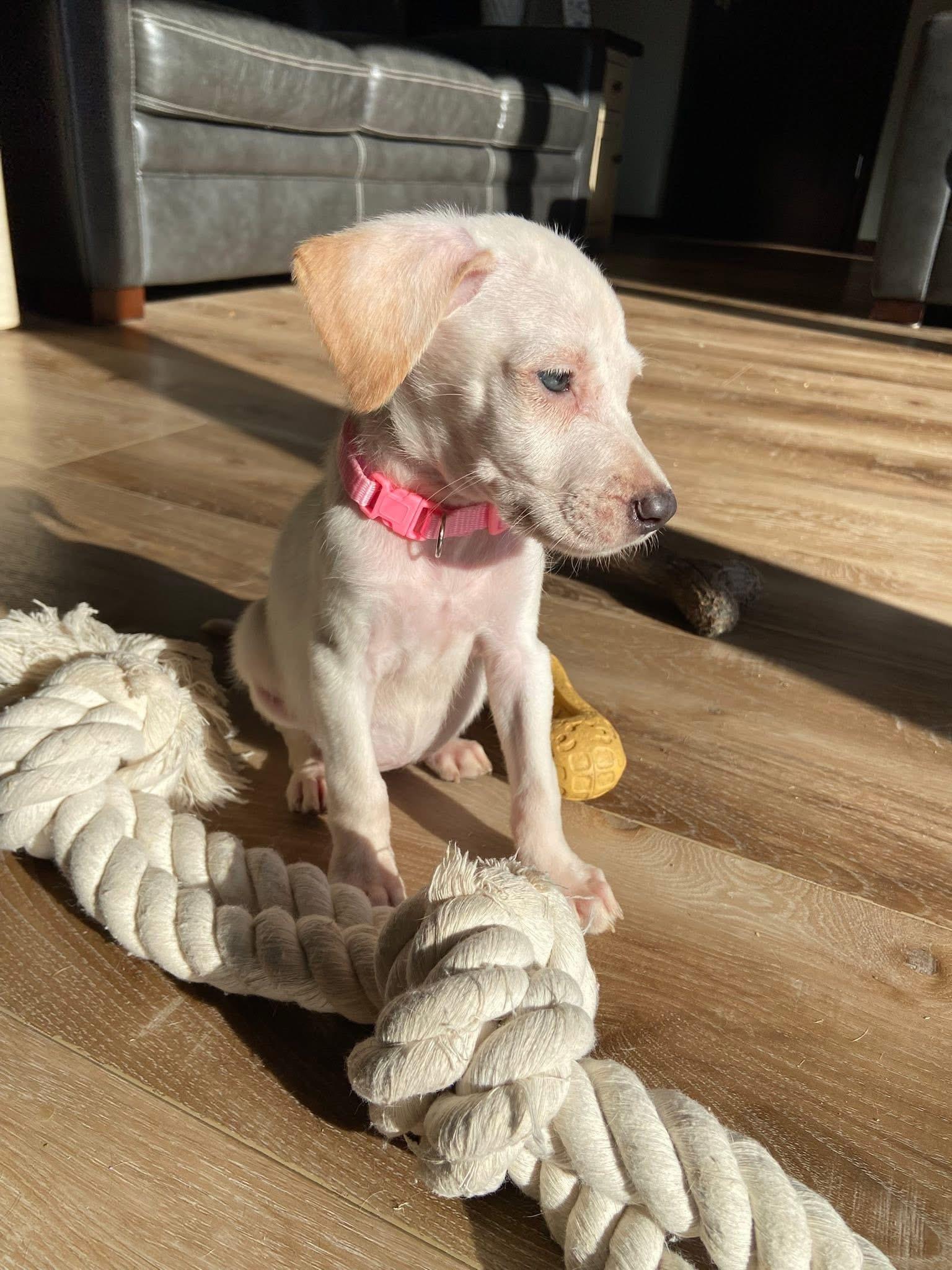 Wintermint the Lab Mix Puppy, an adopted mixed breed in Muskego, WI image 6/6