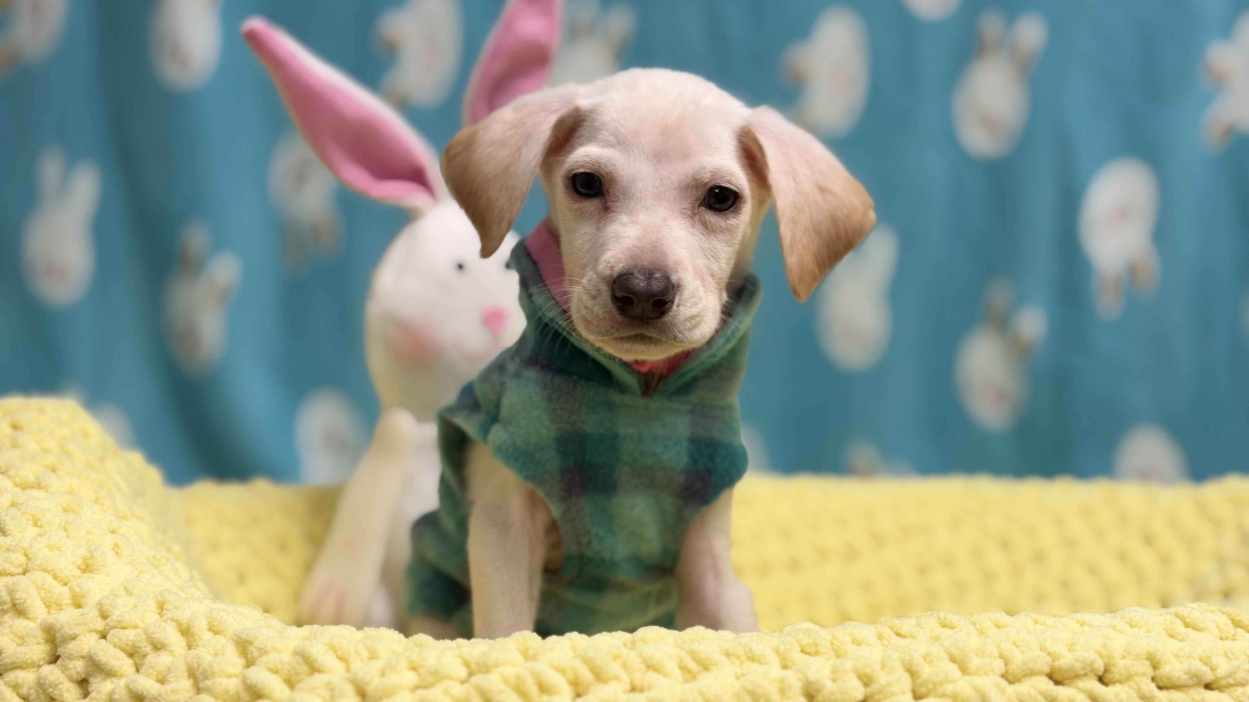 Wintermint the Lab Mix Puppy, an adopted mixed breed in Muskego, WI image 3/6