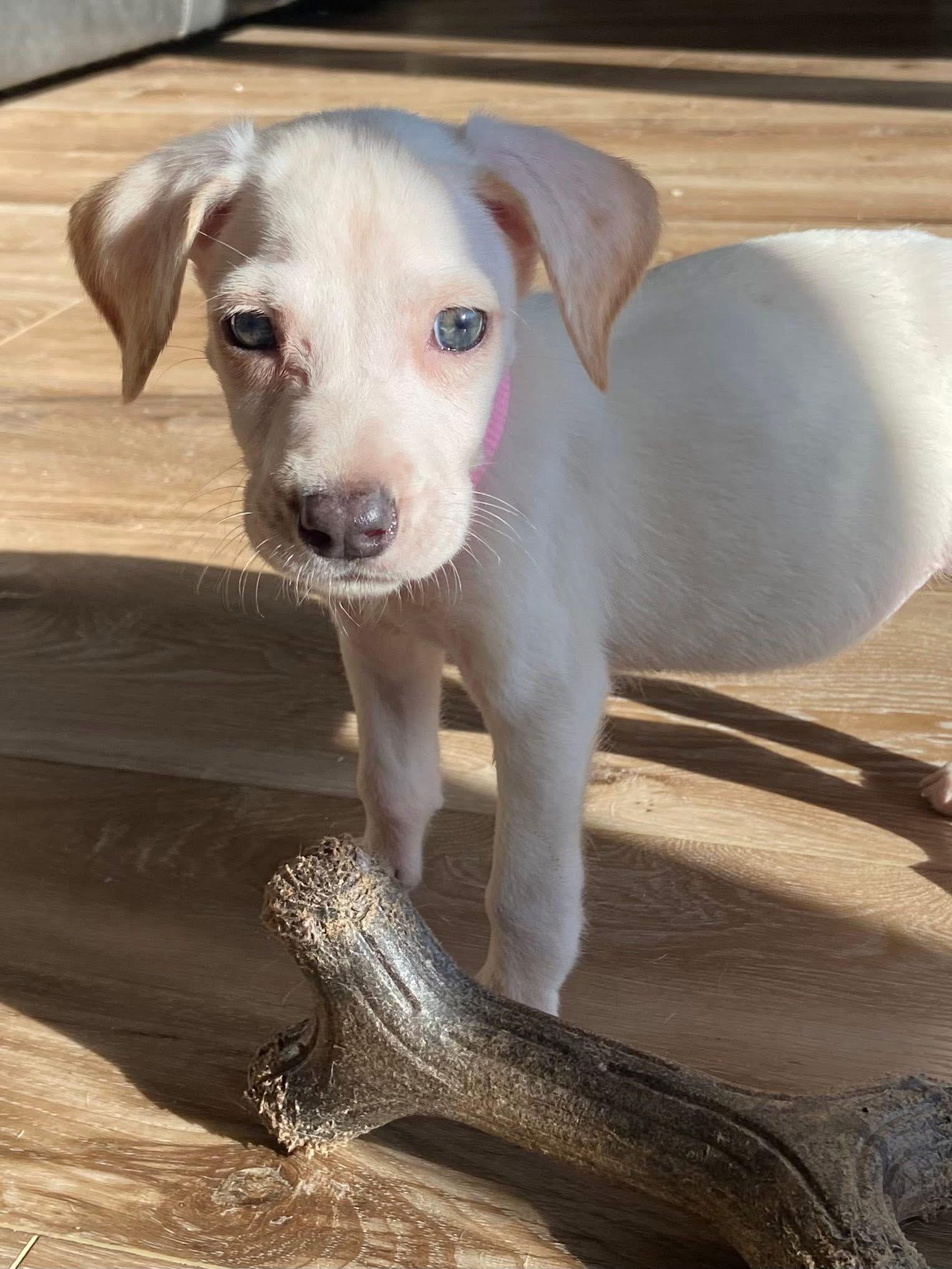 Wintermint the Lab Mix Puppy, an adopted mixed breed in Muskego, WI image 1/6