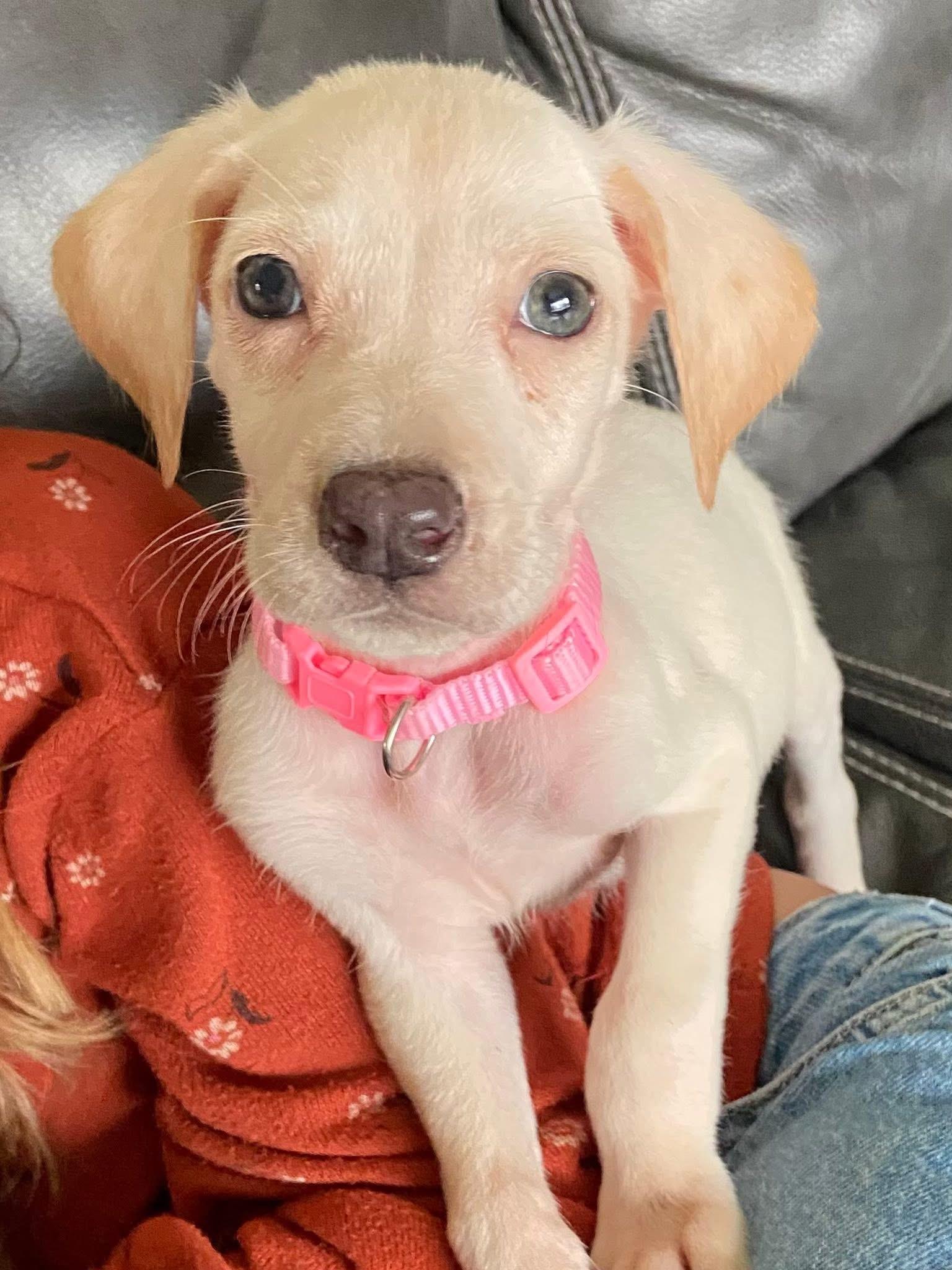 Wintermint the Lab Mix Puppy, an adopted mixed breed in Muskego, WI image 2/6