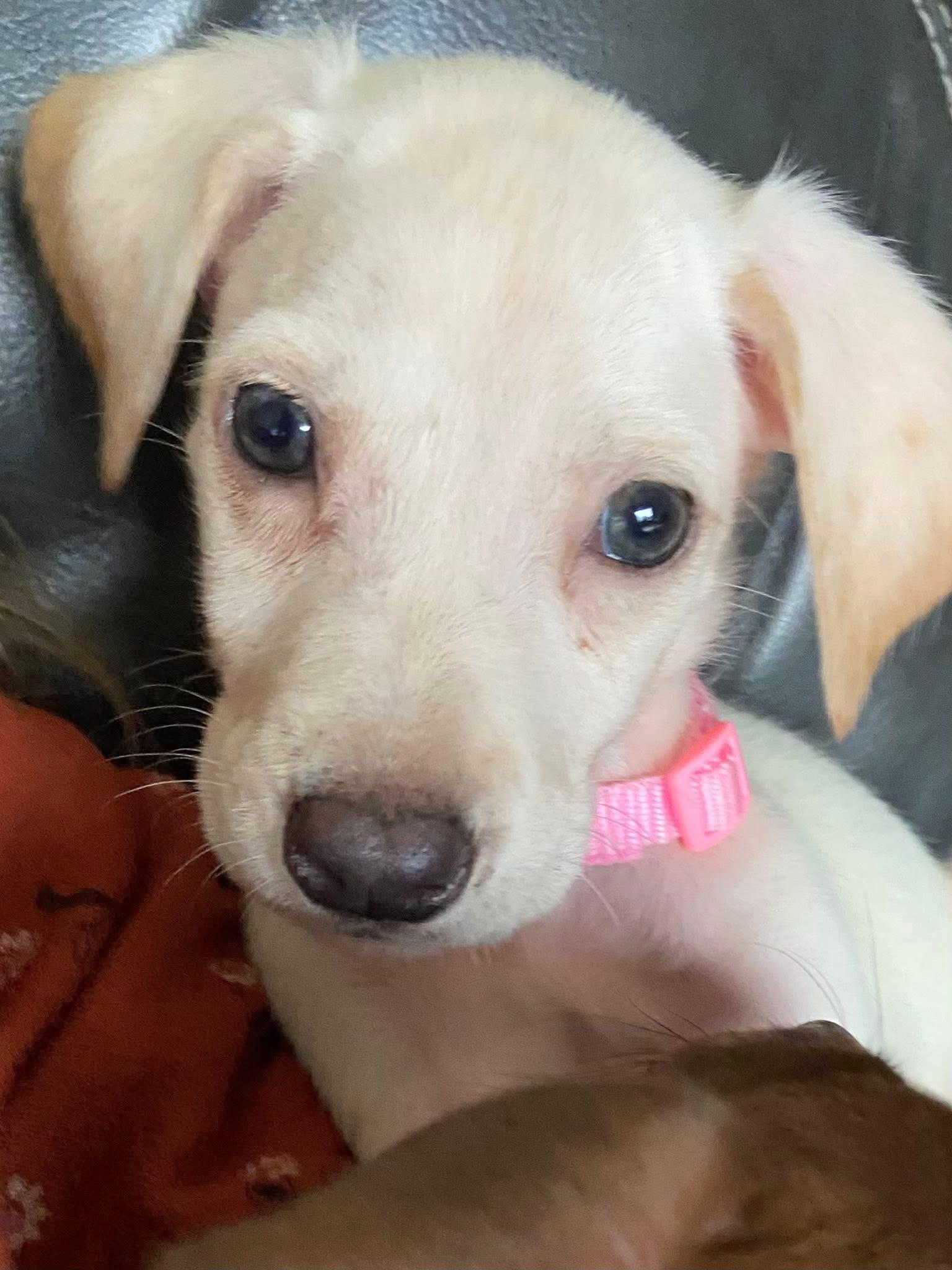 Wintermint the Lab Mix Puppy, an adopted mixed breed in Muskego, WI image 5/6