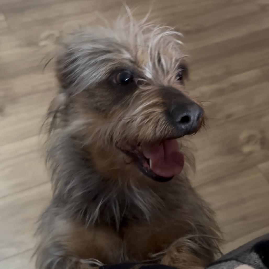 Annie, Adoptable, Adult Female Mixed Breed.